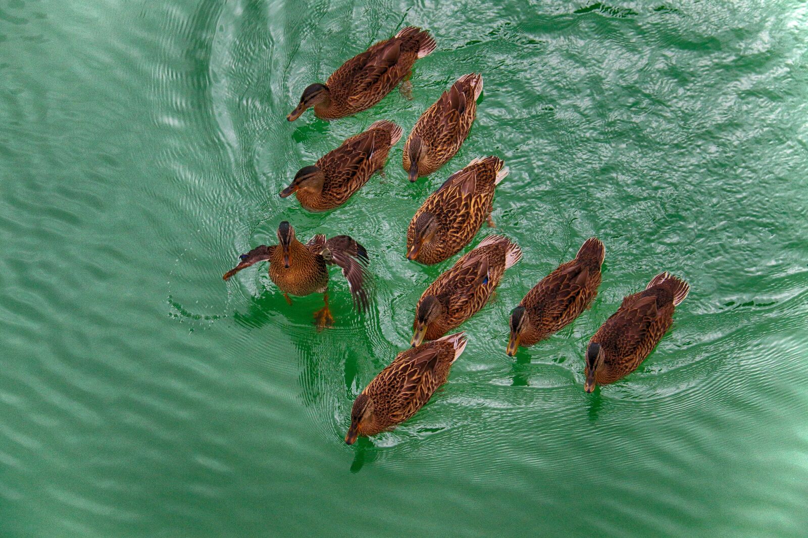 Canon EOS 70D sample photo. Duck, alignment, diving photography
