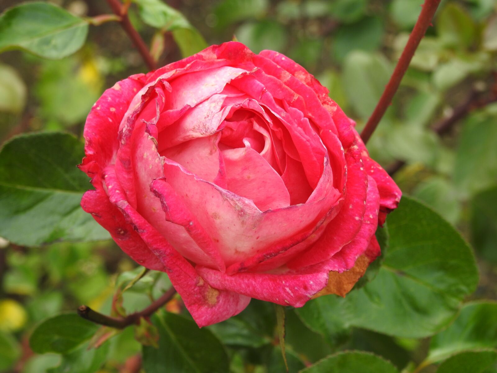 Nikon Coolpix P900 sample photo. Rose, pink, autumn photography