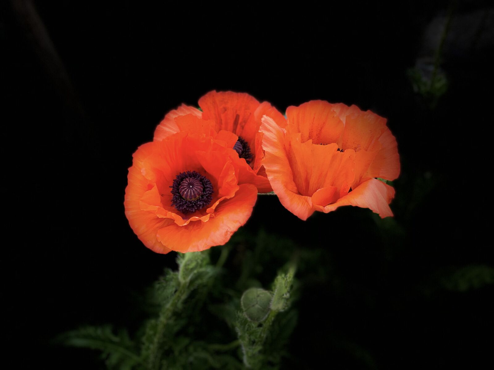 Apple iPhone 11 sample photo. Blume, botanical, decorative photography