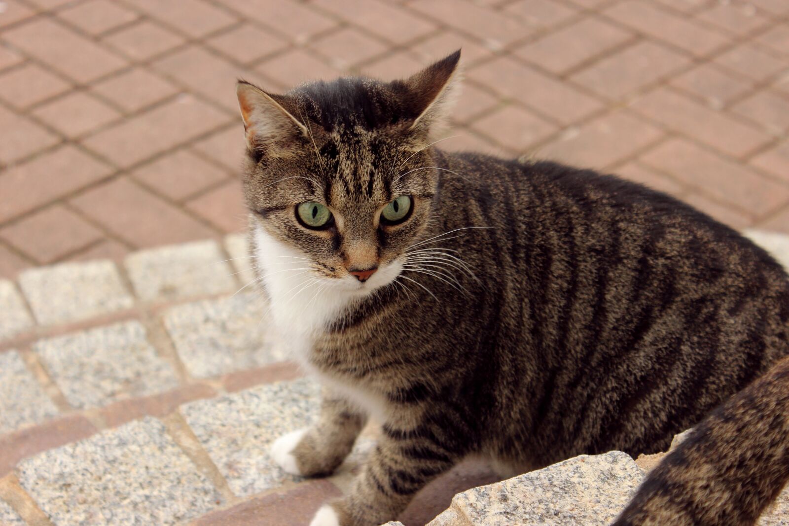 Canon EOS 600D (Rebel EOS T3i / EOS Kiss X5) sample photo. Cat, animal, pet photography