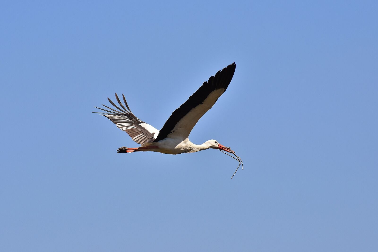 Nikon D7200 sample photo. Stork, nest building, aesthetic photography