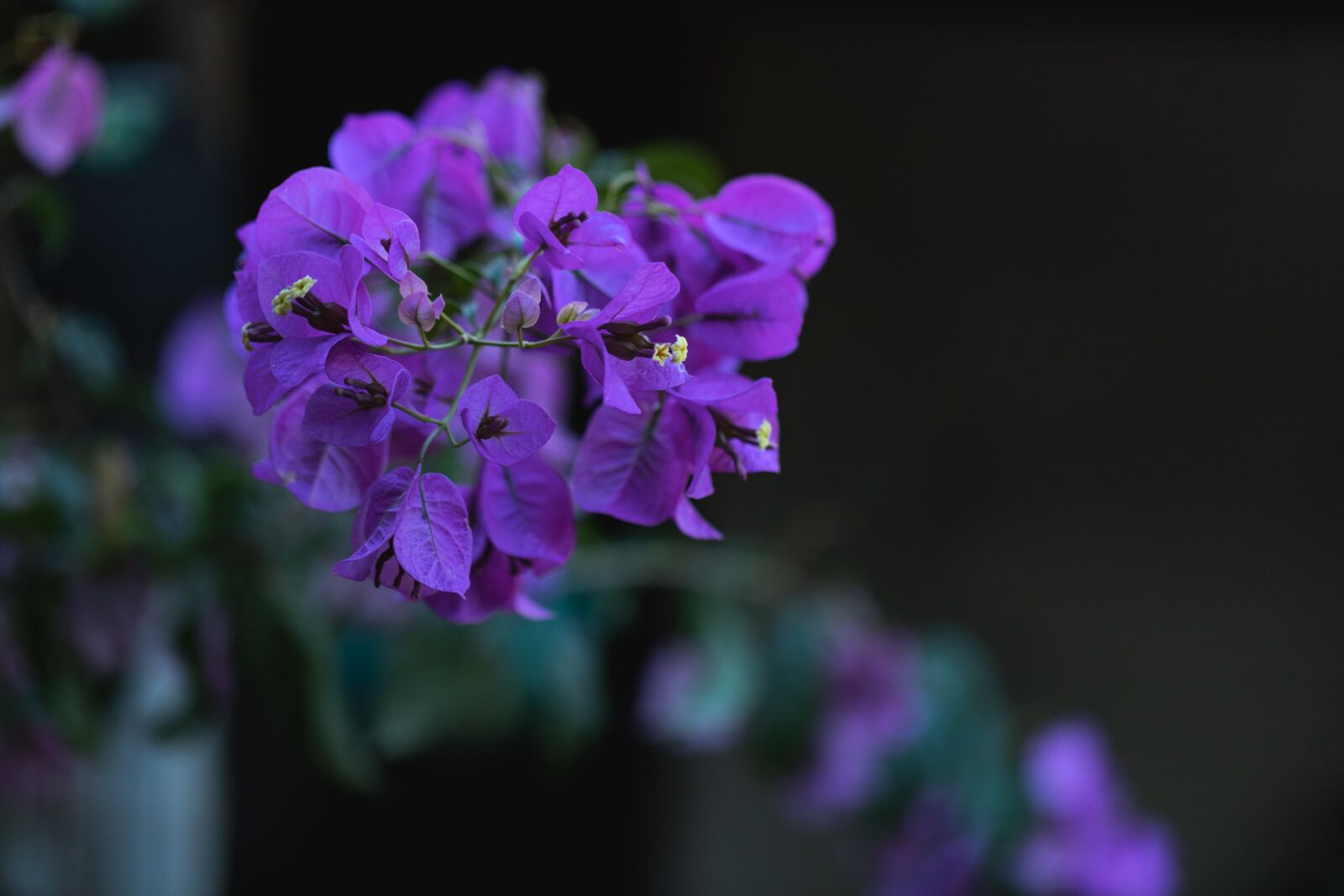 Canon EF 100mm F2.8L Macro IS USM sample photo. Flowers, garden, flower photography