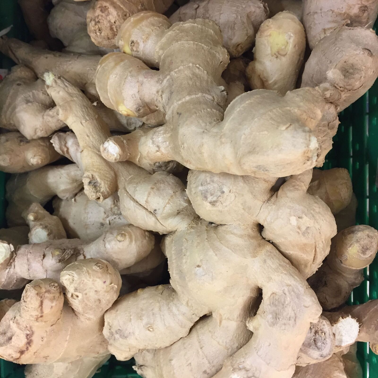 Apple iPhone 6 sample photo. Ginger photography