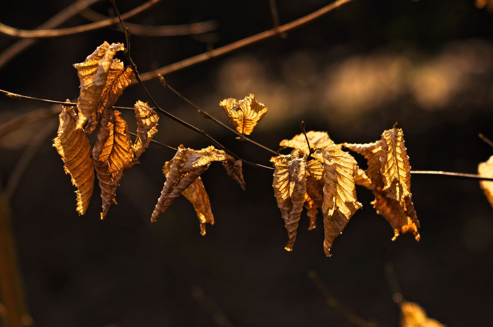Nikon D90 sample photo. Branch, leaf, foliage photography