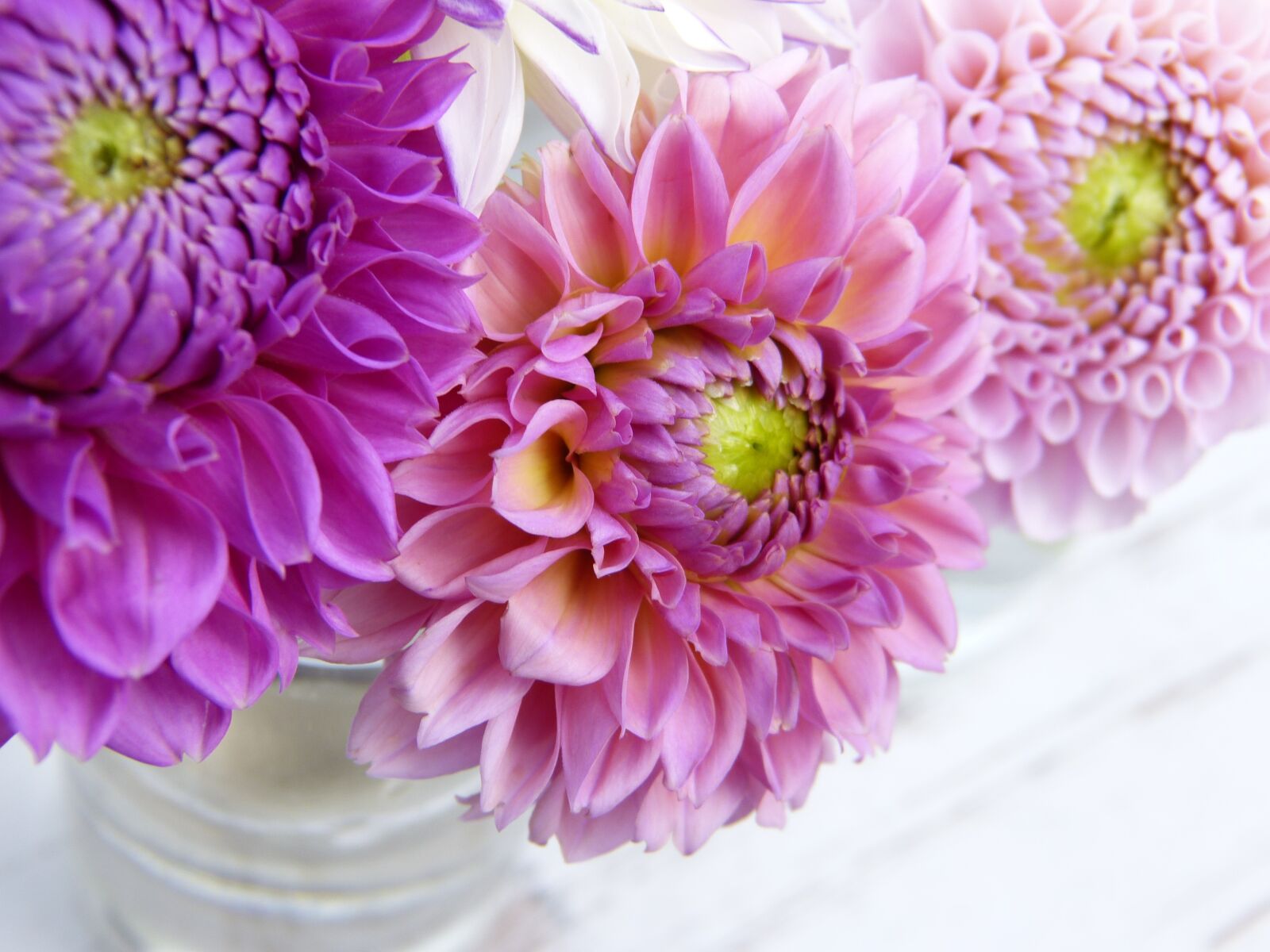 Panasonic Lumix DMC-FZ150 sample photo. Dahlias, pink, flowers photography
