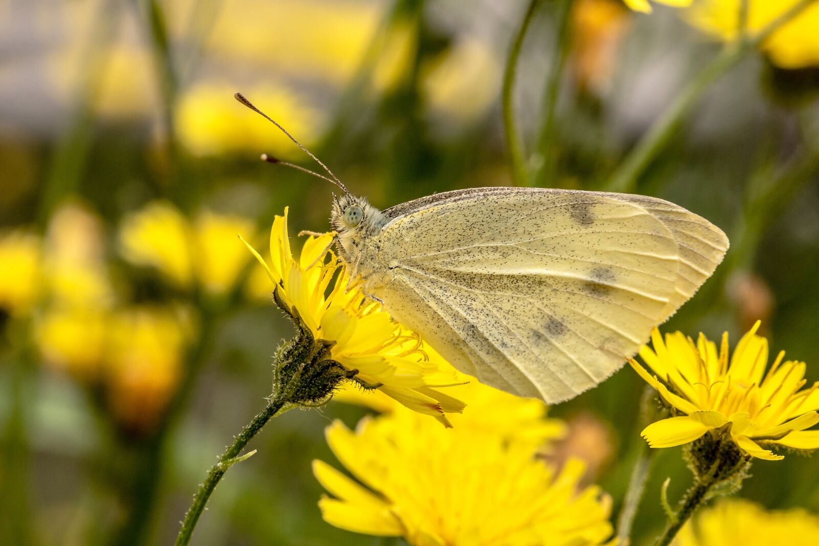 Canon EOS 750D (EOS Rebel T6i / EOS Kiss X8i) sample photo. Butterfly, white ling, small photography