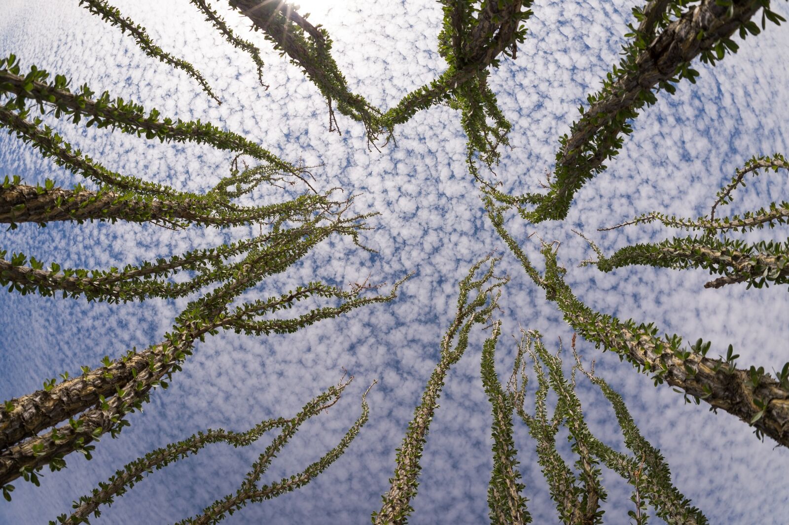 Nikon Df sample photo. Clouds, cirrocumulus, ocotillo photography