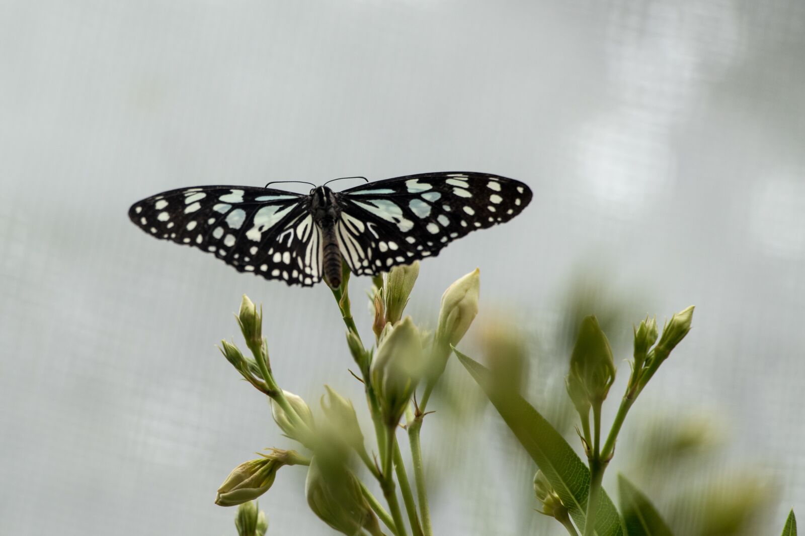 Canon EOS 80D sample photo. Butterfly, insect, close up photography