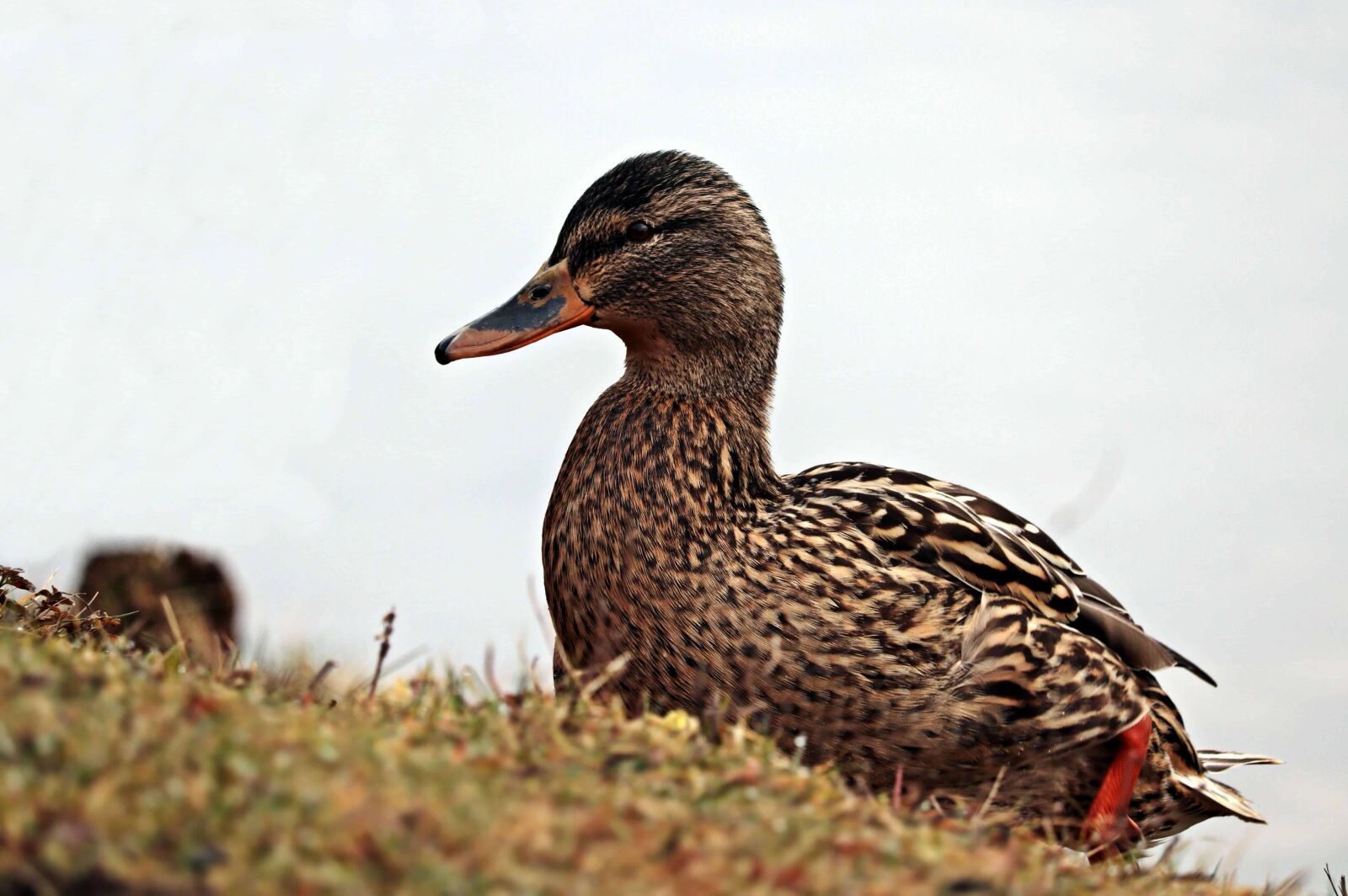 Canon EOS 80D sample photo. Poultry, wild duck, bird photography