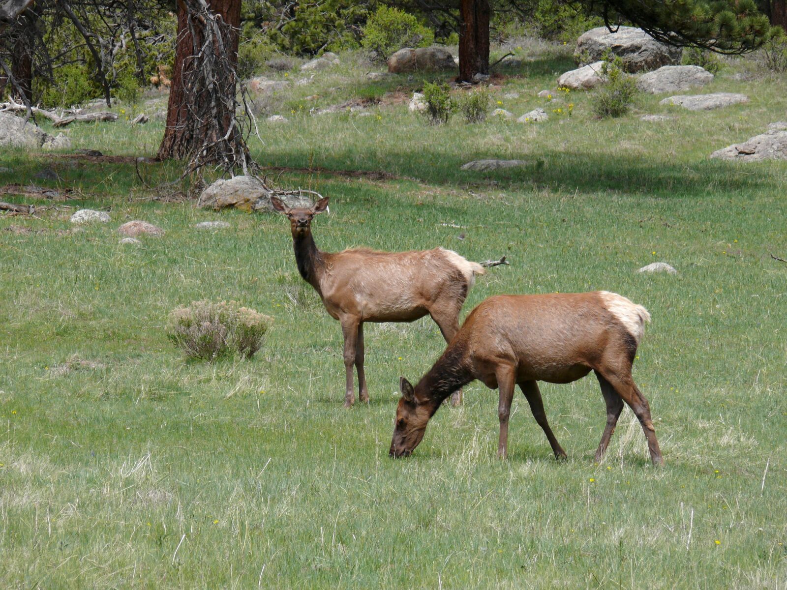 Panasonic DMC-FZ50 sample photo. Nature, deer, ree photography