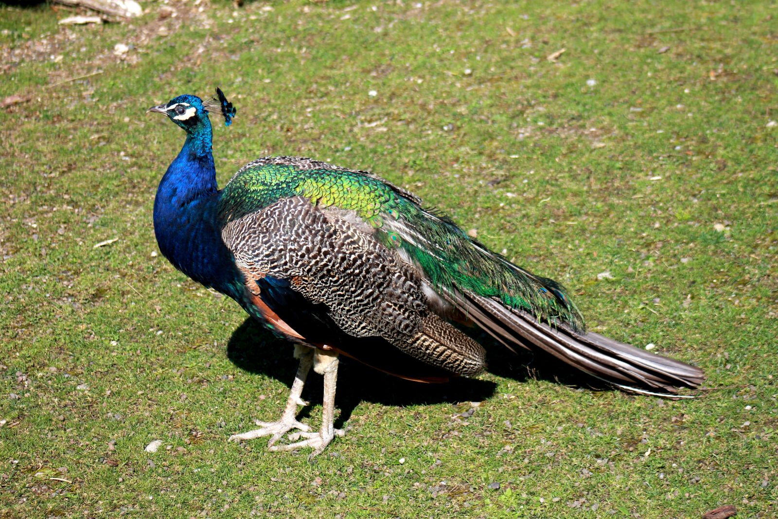 Canon EF 75-300mm f/4-5.6 sample photo. Peacock, bird, animal photography