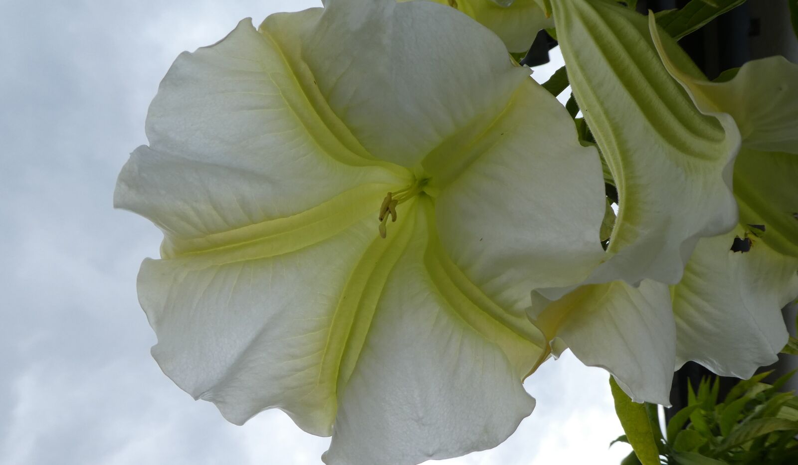 Panasonic DMC-TZ81 sample photo. Angel trumpet, blossom, bloom photography