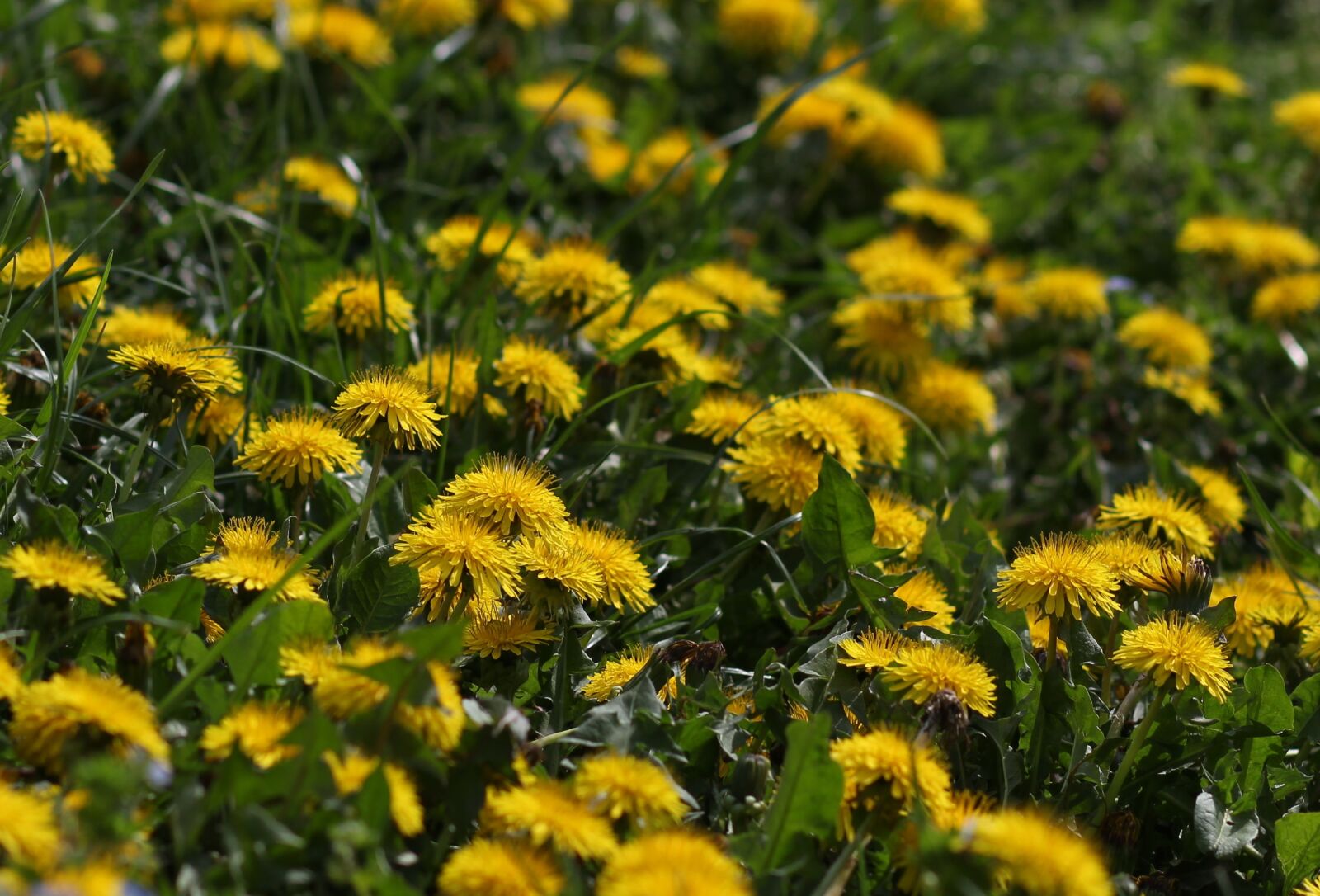 Canon EF 85mm F1.8 USM sample photo. Dandelion, yellow, flower photography