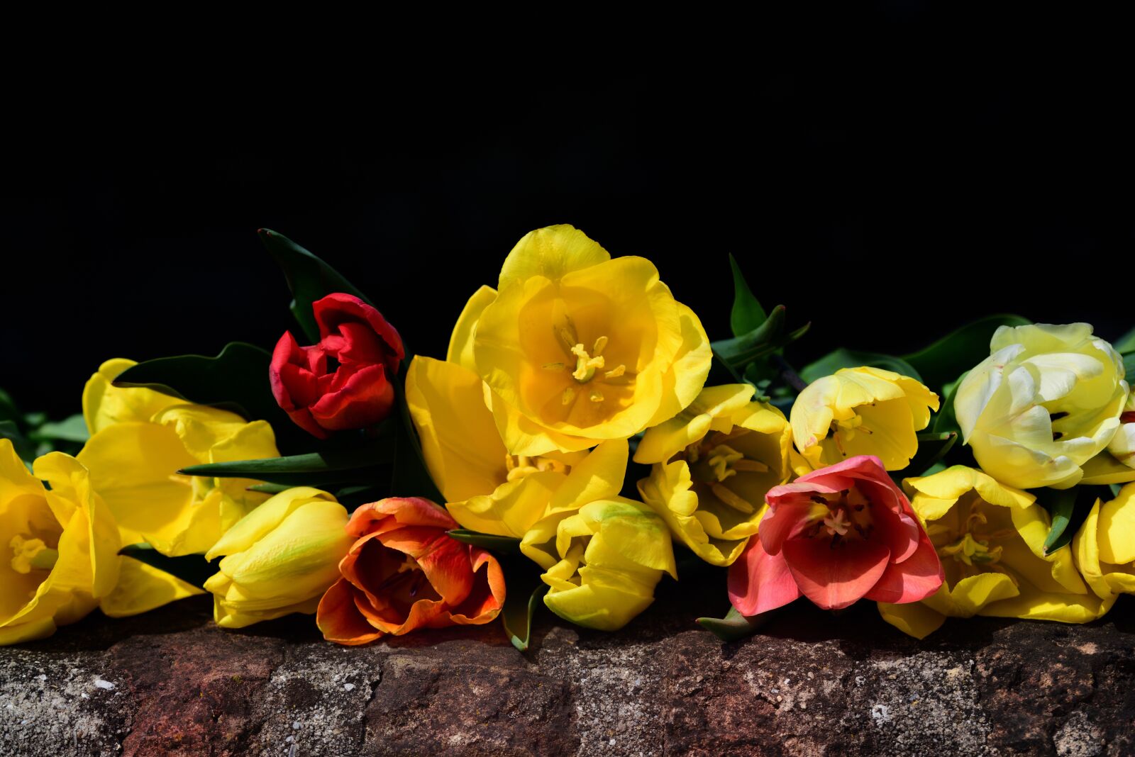 Nikon D750 sample photo. Tulips, flowers, spring photography