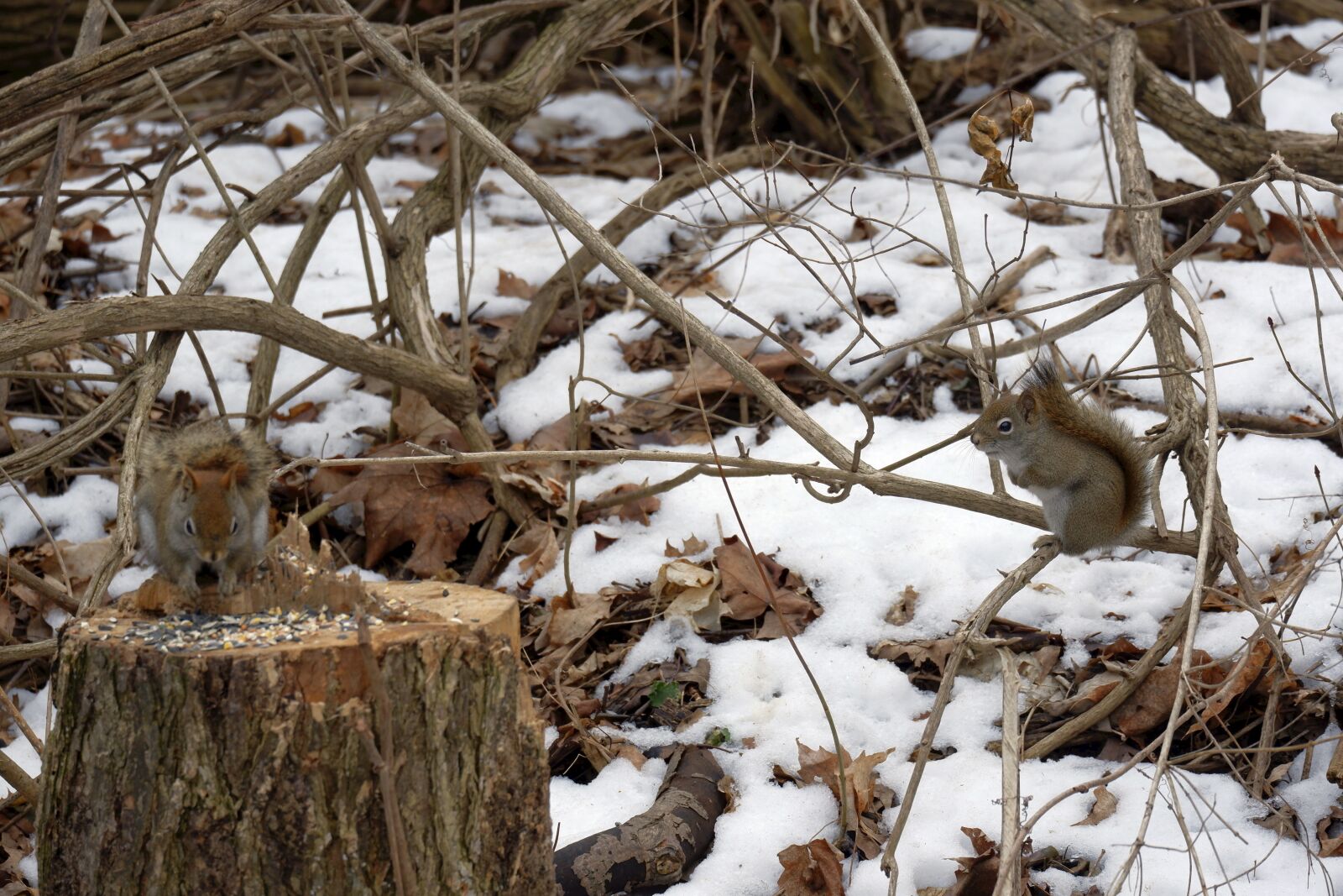 Fujifilm X-A5 sample photo. Nature, forest, winter photography