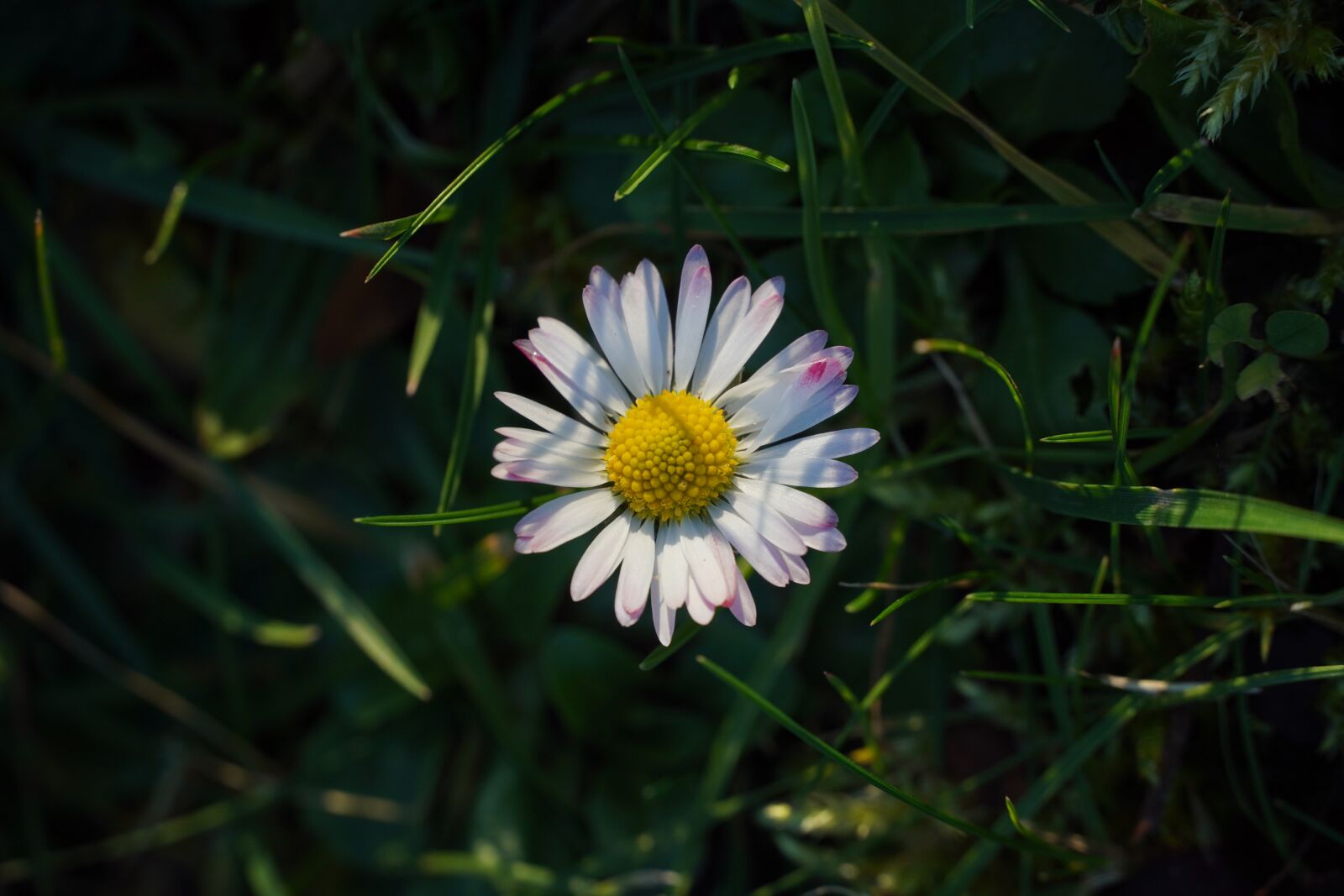 Sony a6400 sample photo. Daisy, meadow, blossom photography
