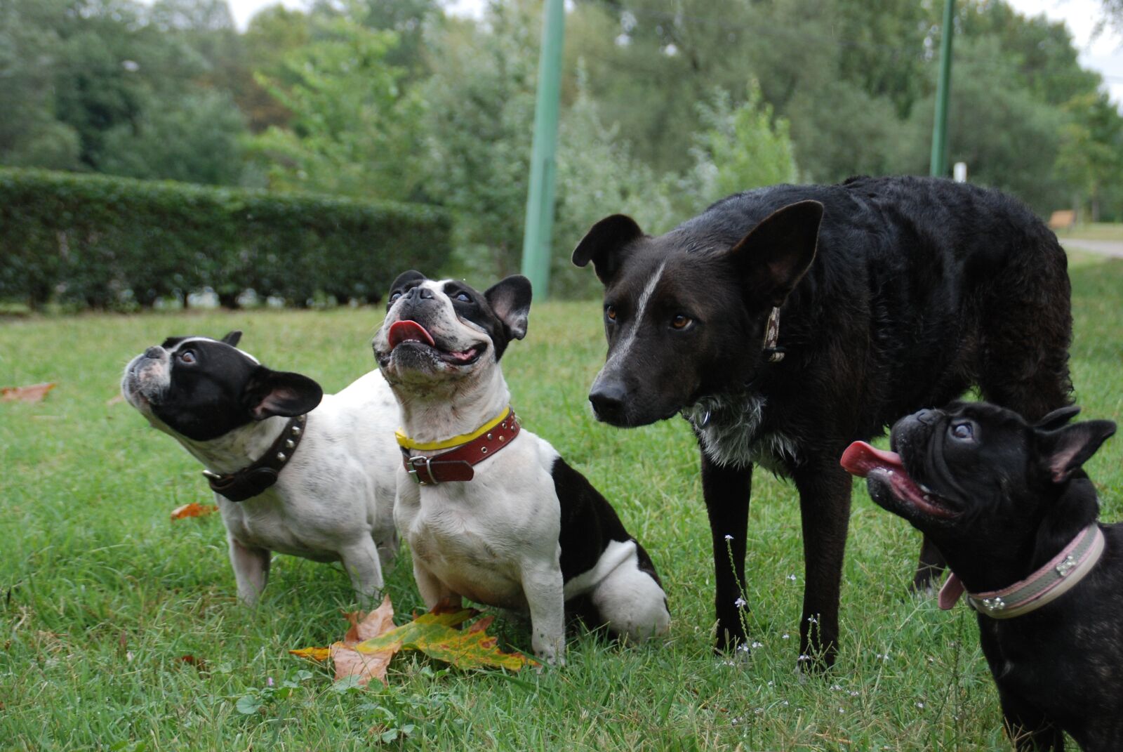 Nikon D80 sample photo. Dogs, reward, expect photography