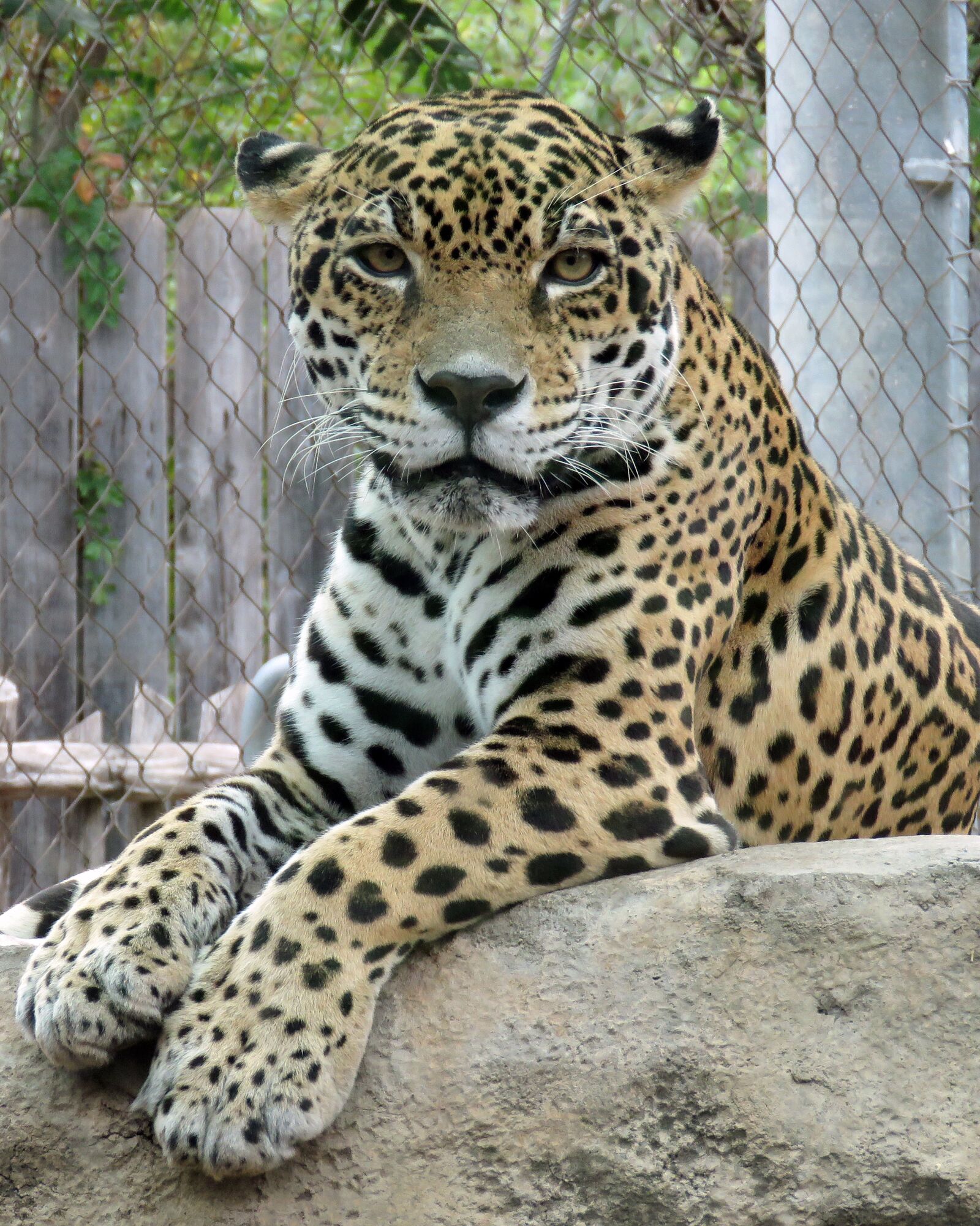Canon PowerShot SX60 HS sample photo. Jaguar, animal, zoo photography