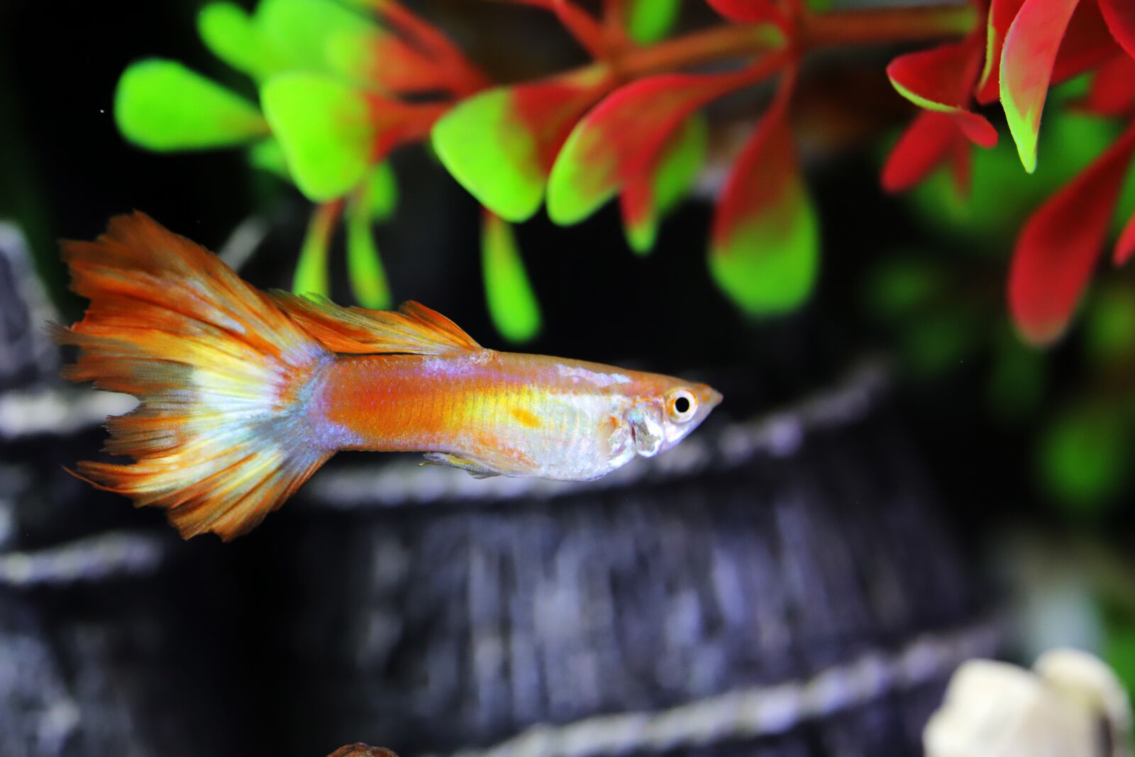 Canon EOS 6D Mark II sample photo. Goofy, tropical fish, fish photography