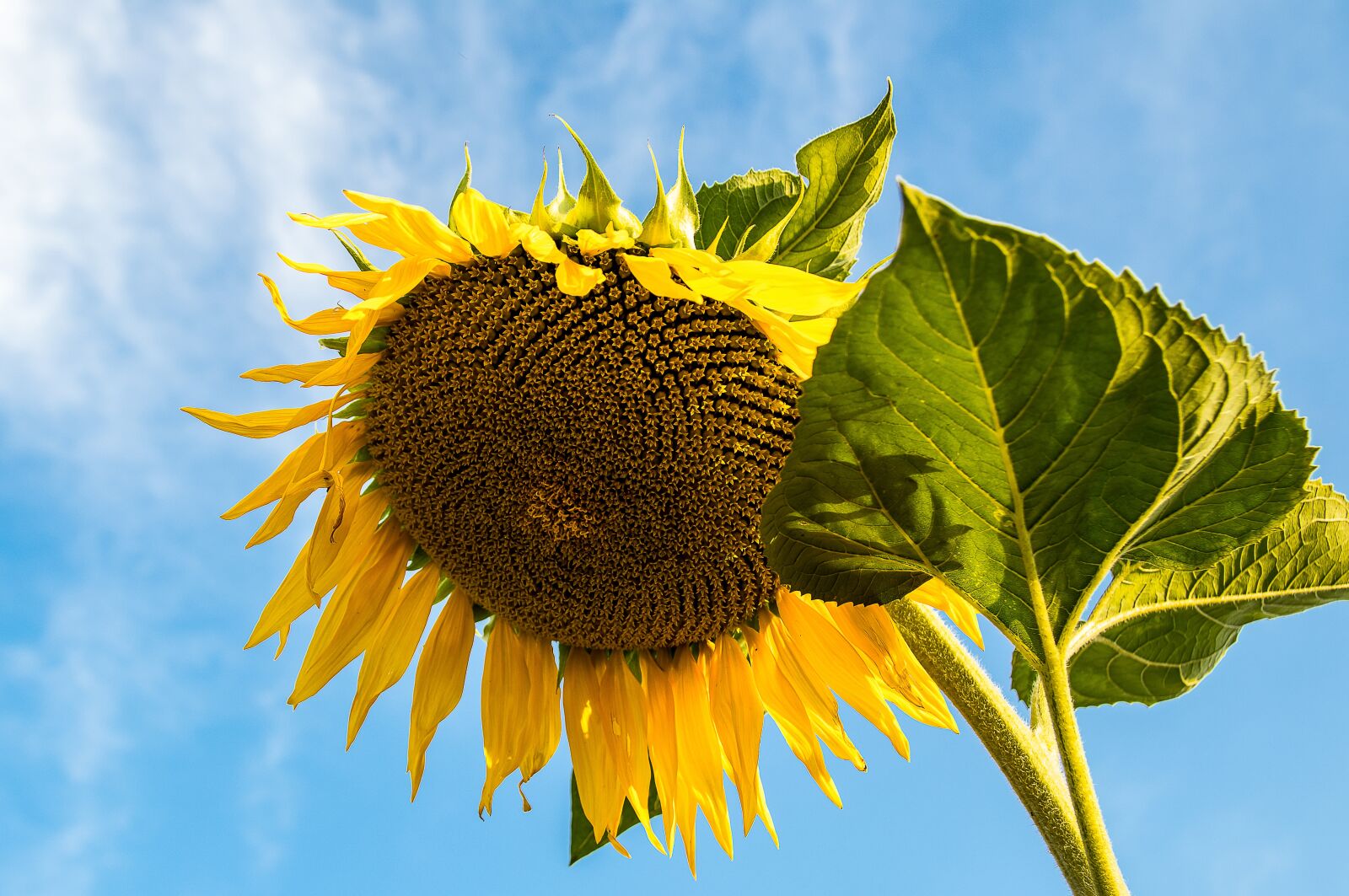 Canon EOS 80D sample photo. Sunflower, plant, blossom photography
