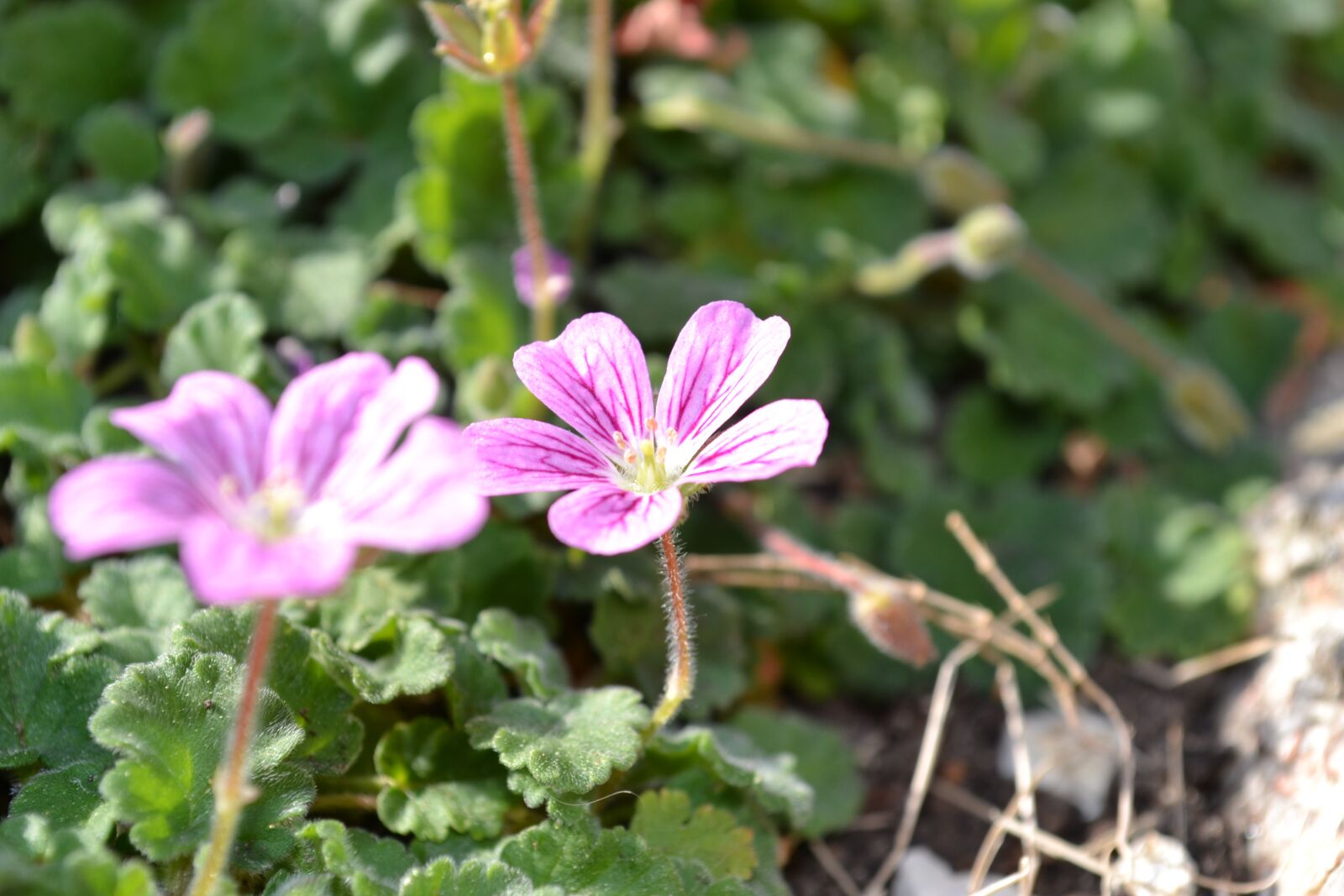 Nikon D3100 sample photo. Fulfillment, spring, geranium photography