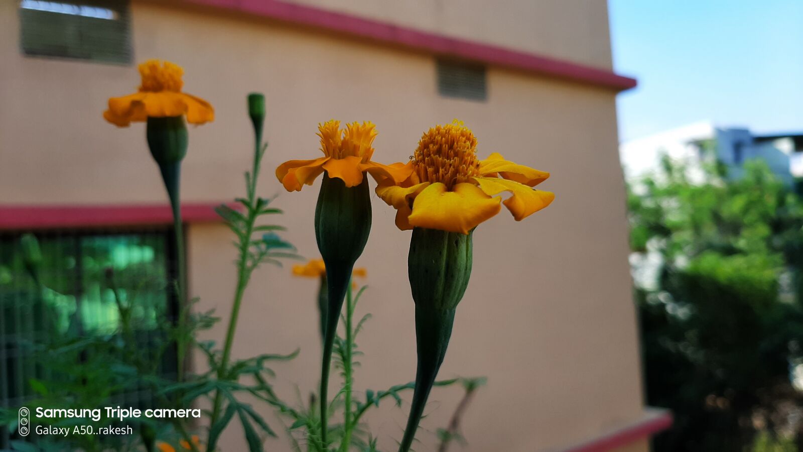 Samsung SM-A505F sample photo. Flowers, yellow flowers, marigold photography