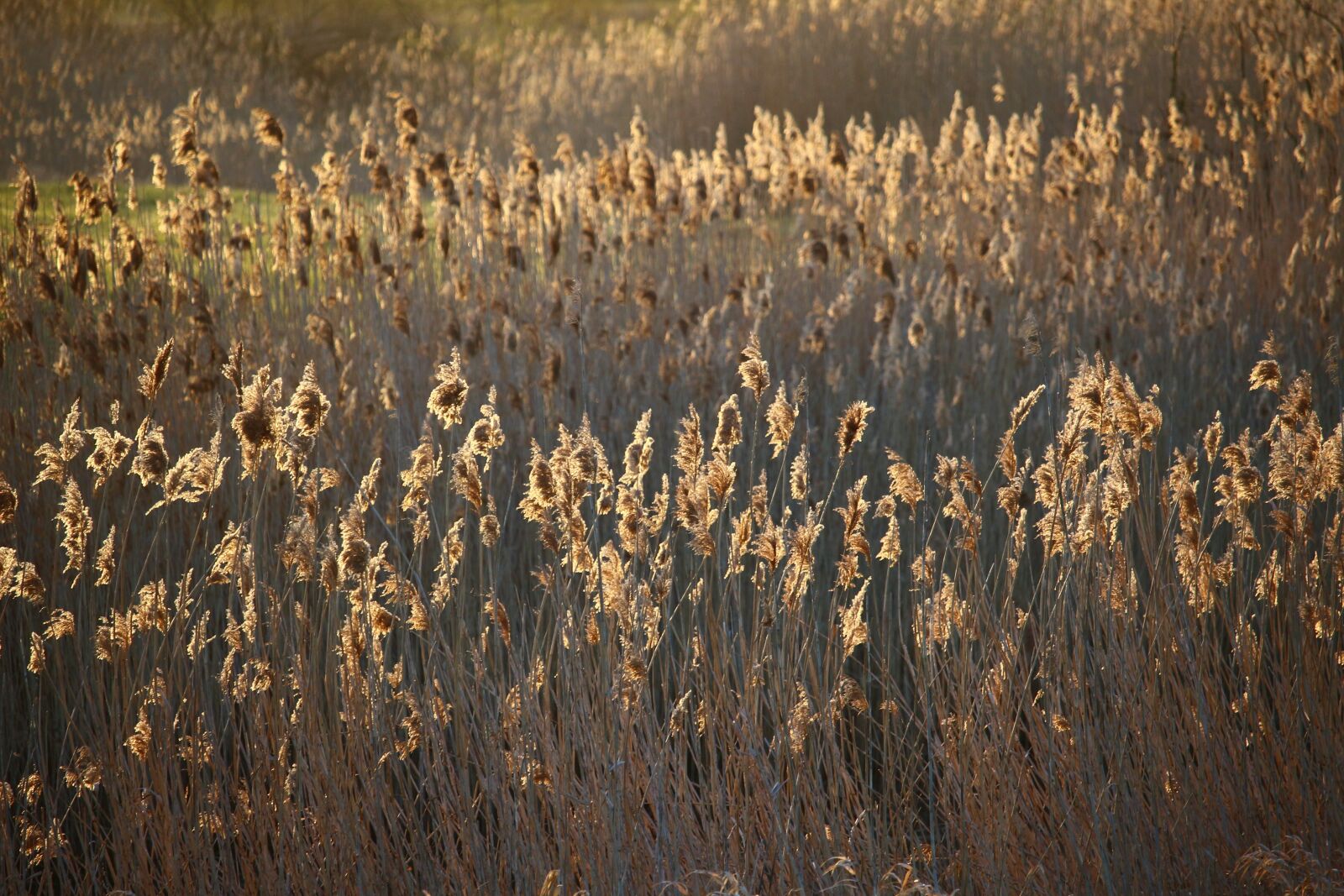 Canon EOS 100D (EOS Rebel SL1 / EOS Kiss X7) sample photo. Reed, sunlight, morning light photography