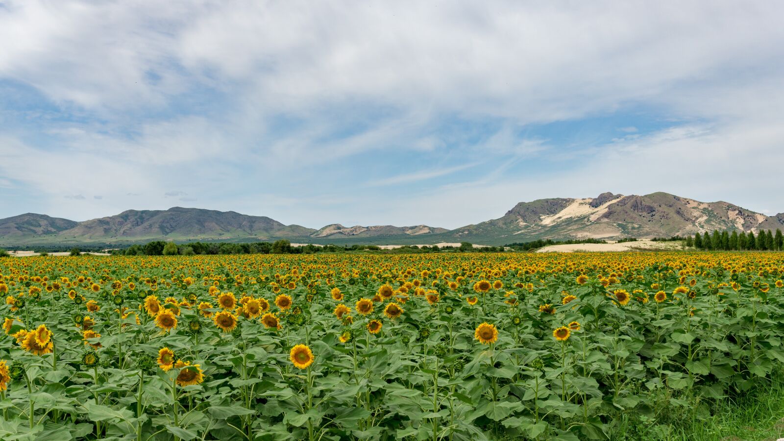 Sony a5100 sample photo. Sunflower, house, scenery photography