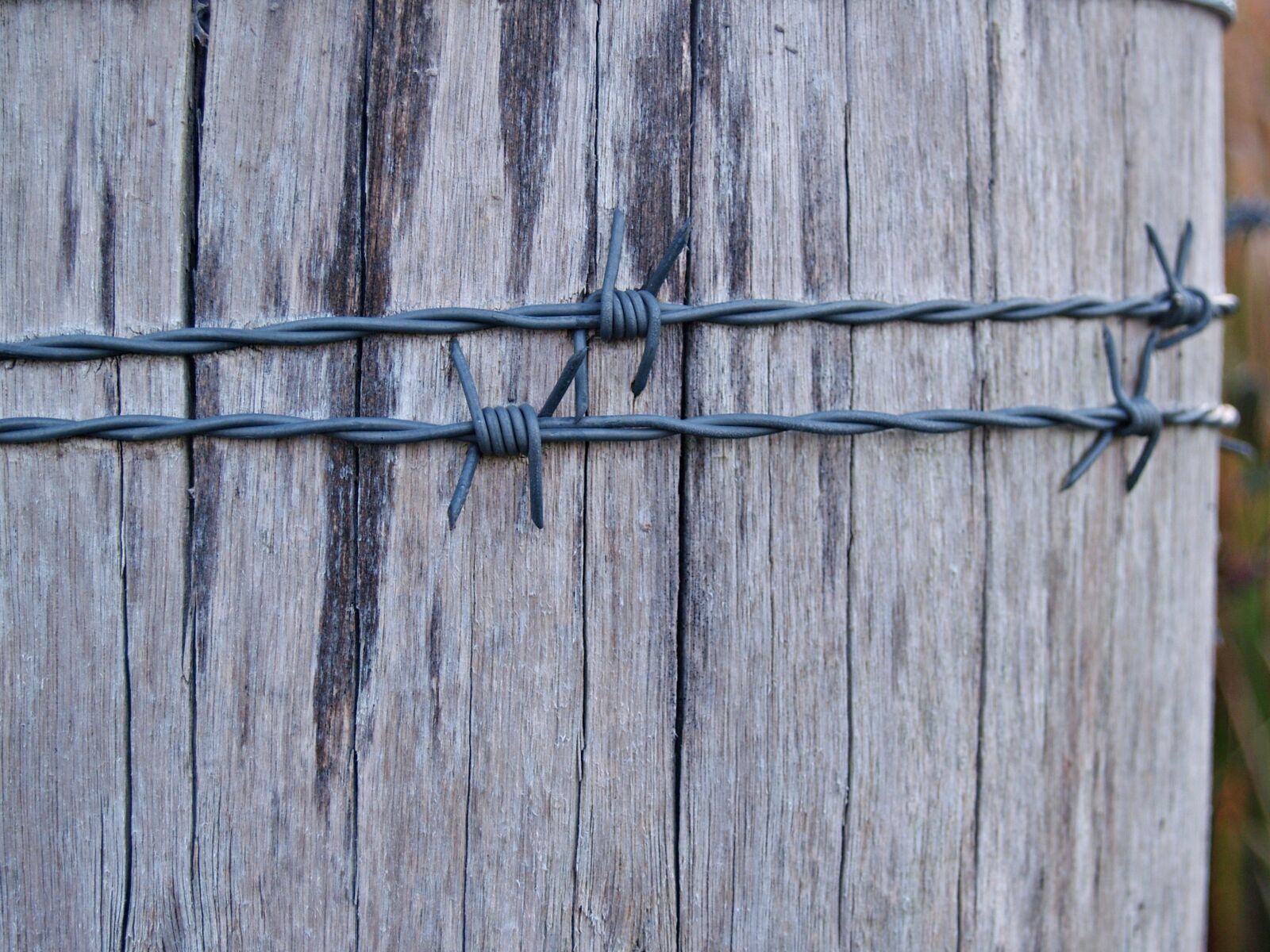 Olympus E-300 (EVOLT E-300) sample photo. Barbed wire, barb, wire photography
