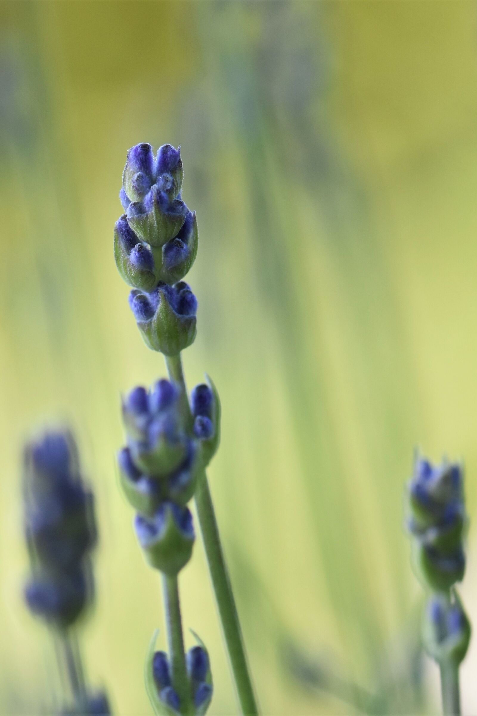 Nikon D5500 sample photo. Lavender, plant, nature photography