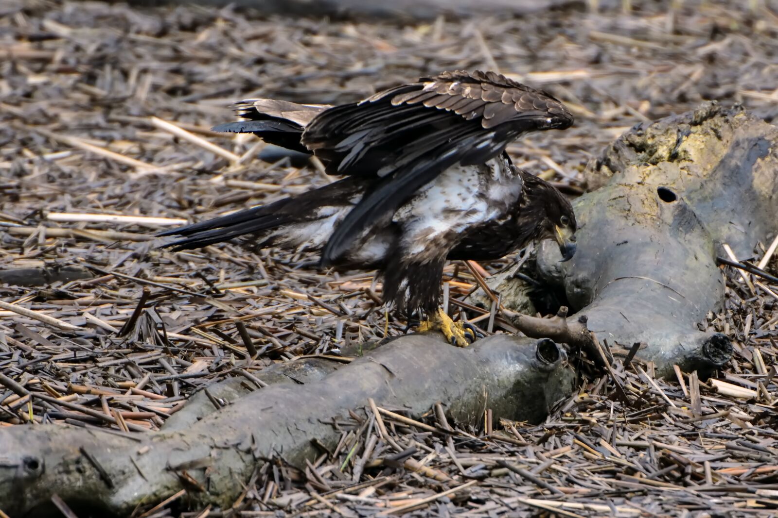 Nikon D3400 sample photo. Eagle, bird, bald photography