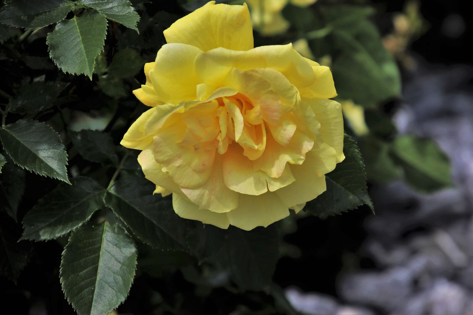 Canon EOS 80D sample photo. Rose flower, rose garden photography