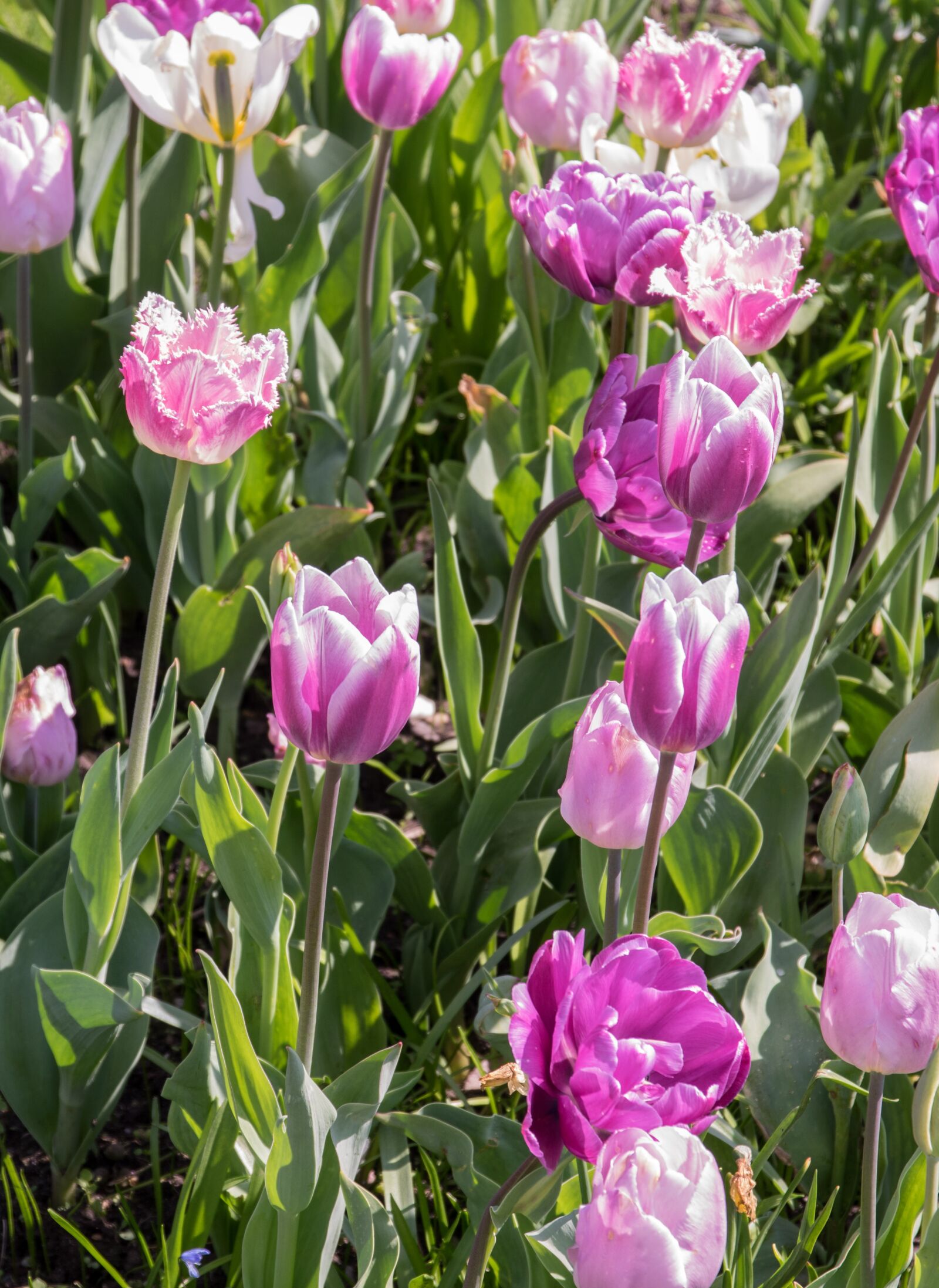 Pentax K-3 sample photo. Flower, tulip, plant photography