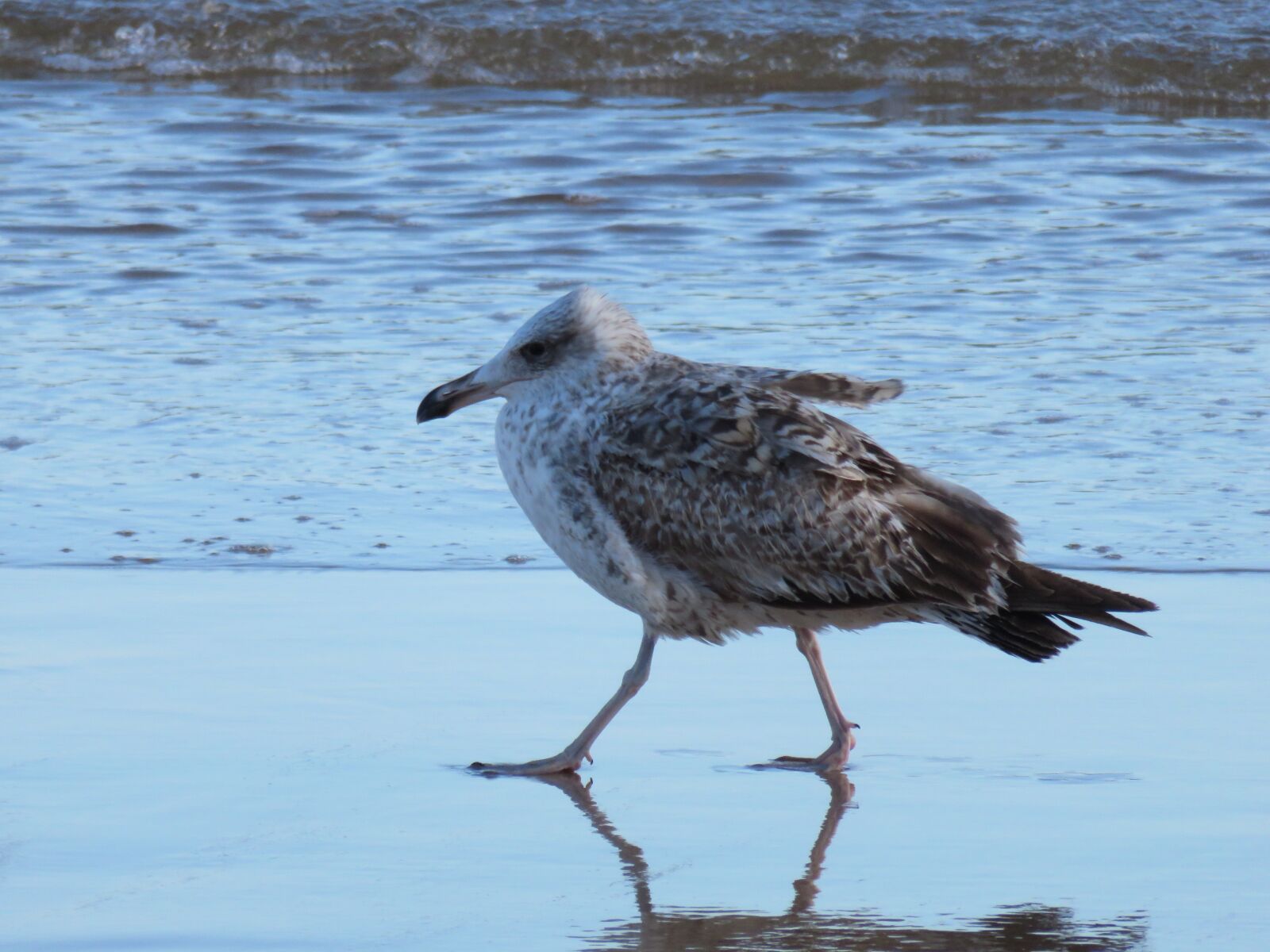 Canon PowerShot SX700 HS sample photo. Seagull, water bird, sea photography