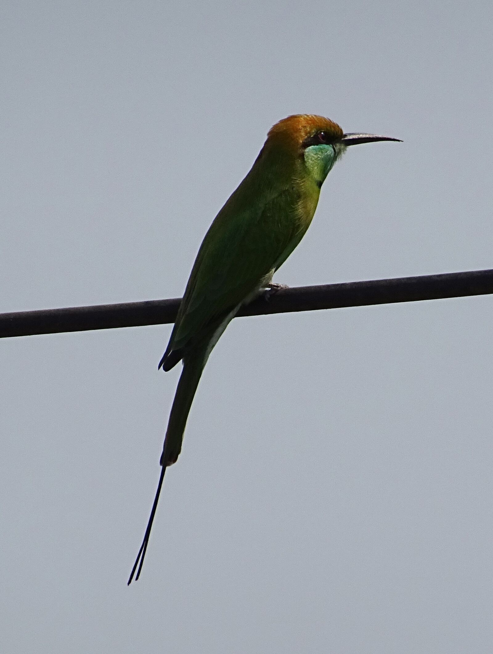 Sony DSC-HX60V sample photo. Bird, green bee-eater, merops photography