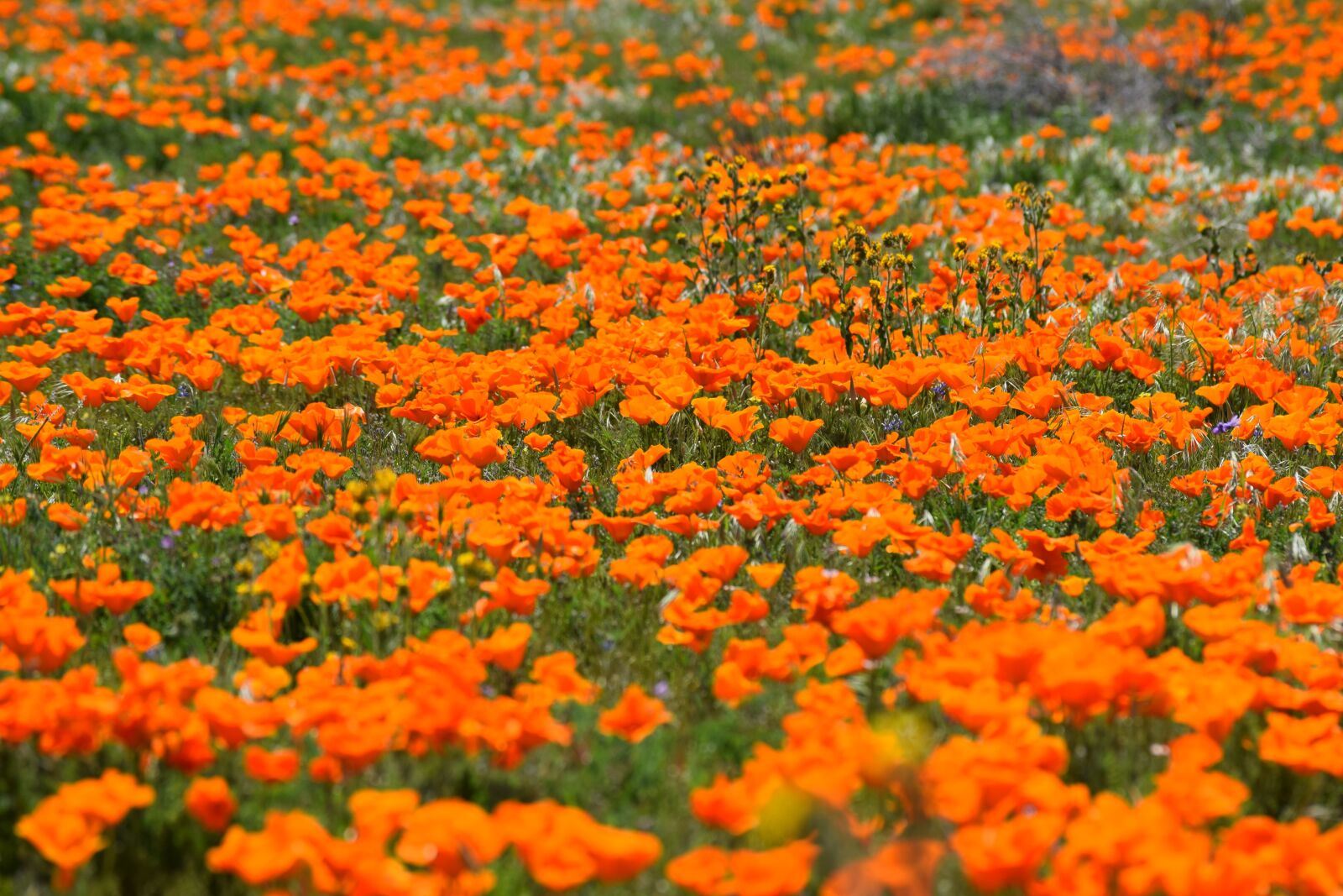Nikon D3300 sample photo. Poppies, desert, wildflower photography