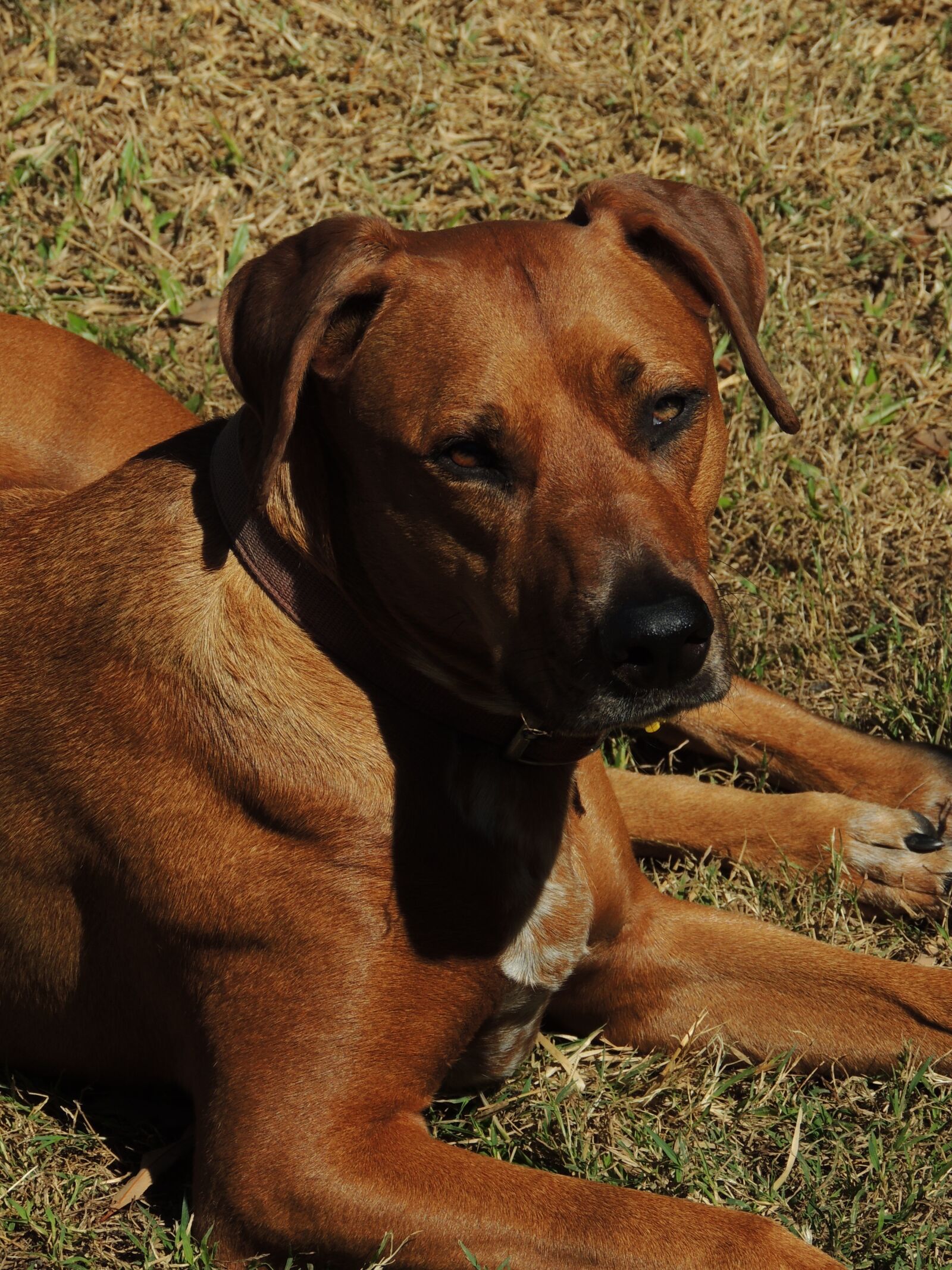 Nikon Coolpix P510 sample photo. Dog, pet, animal photography