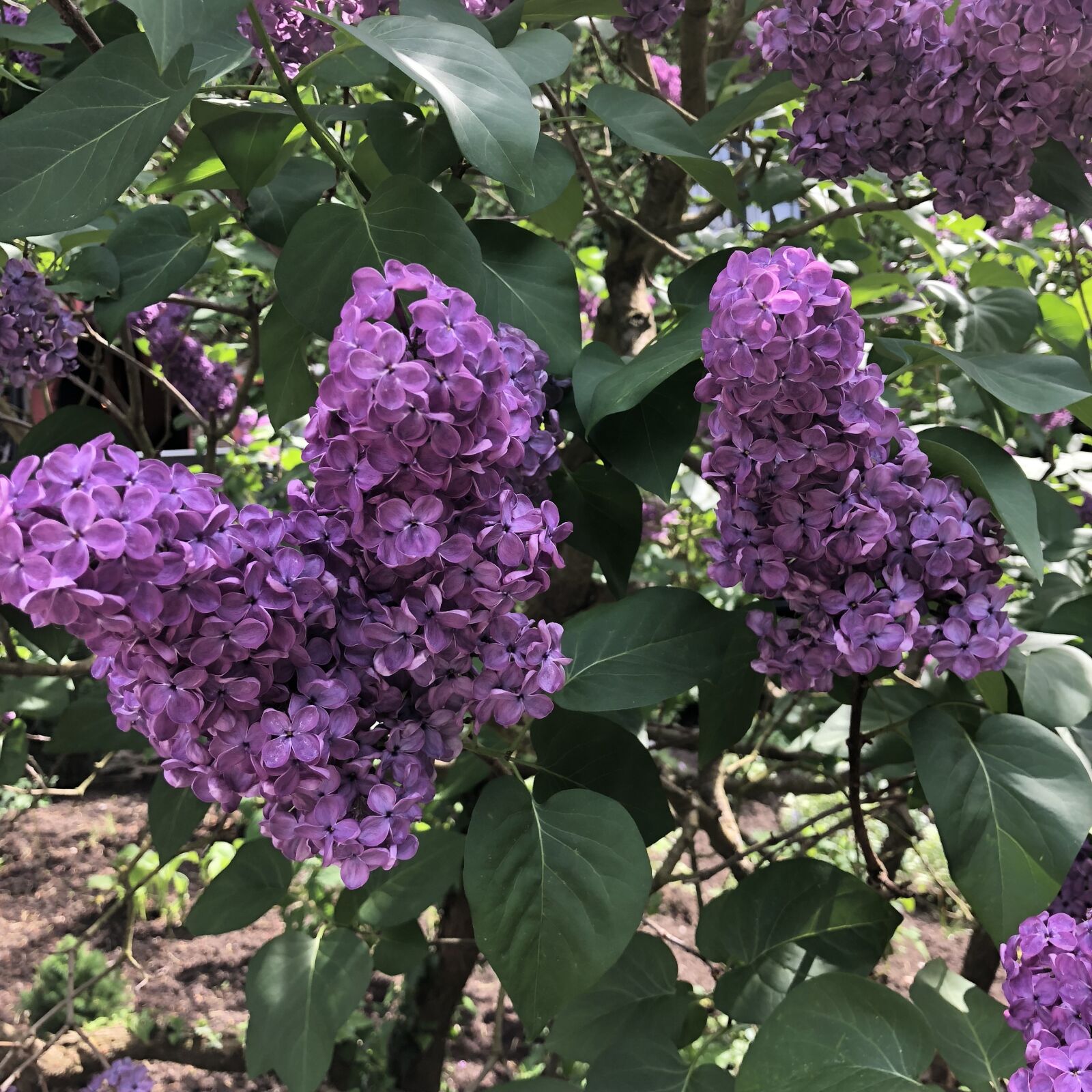 iPhone X back dual camera 4mm f/1.8 sample photo. Lilac, blossom, bloom photography