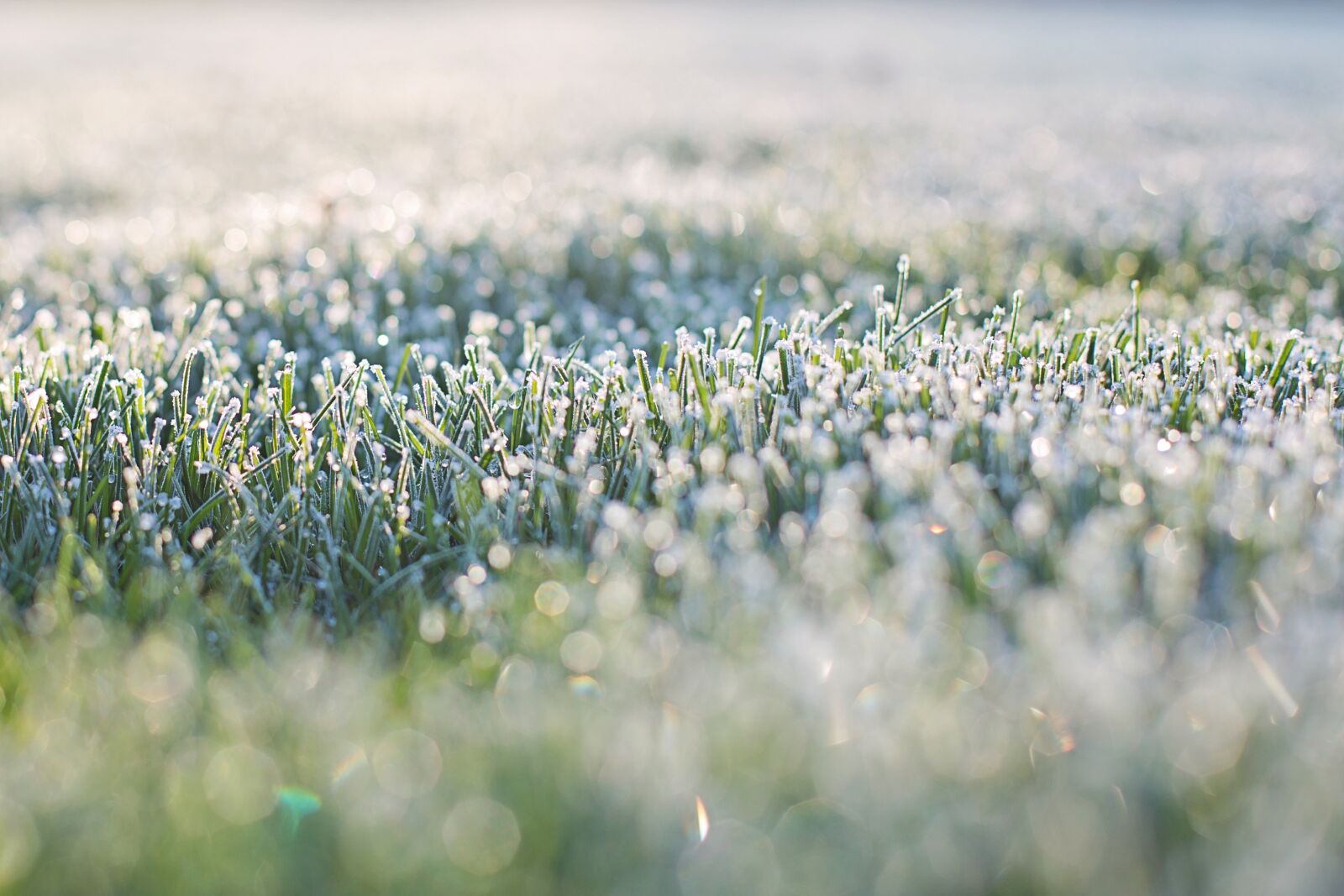 Canon EF 50mm F1.4 USM sample photo. Frost on grass, early photography
