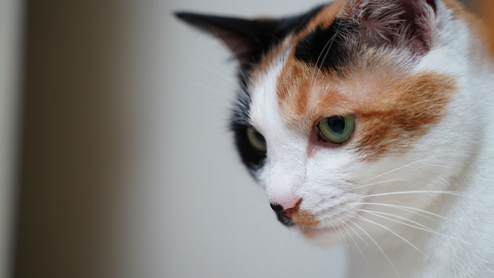 Sony a7 III + Tamron 28-75mm F2.8 Di III RXD sample photo. Animal, cat, cute photography