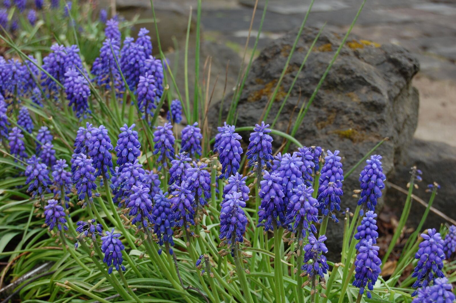 Nikon D40 sample photo. Muscari, flowers, blue photography