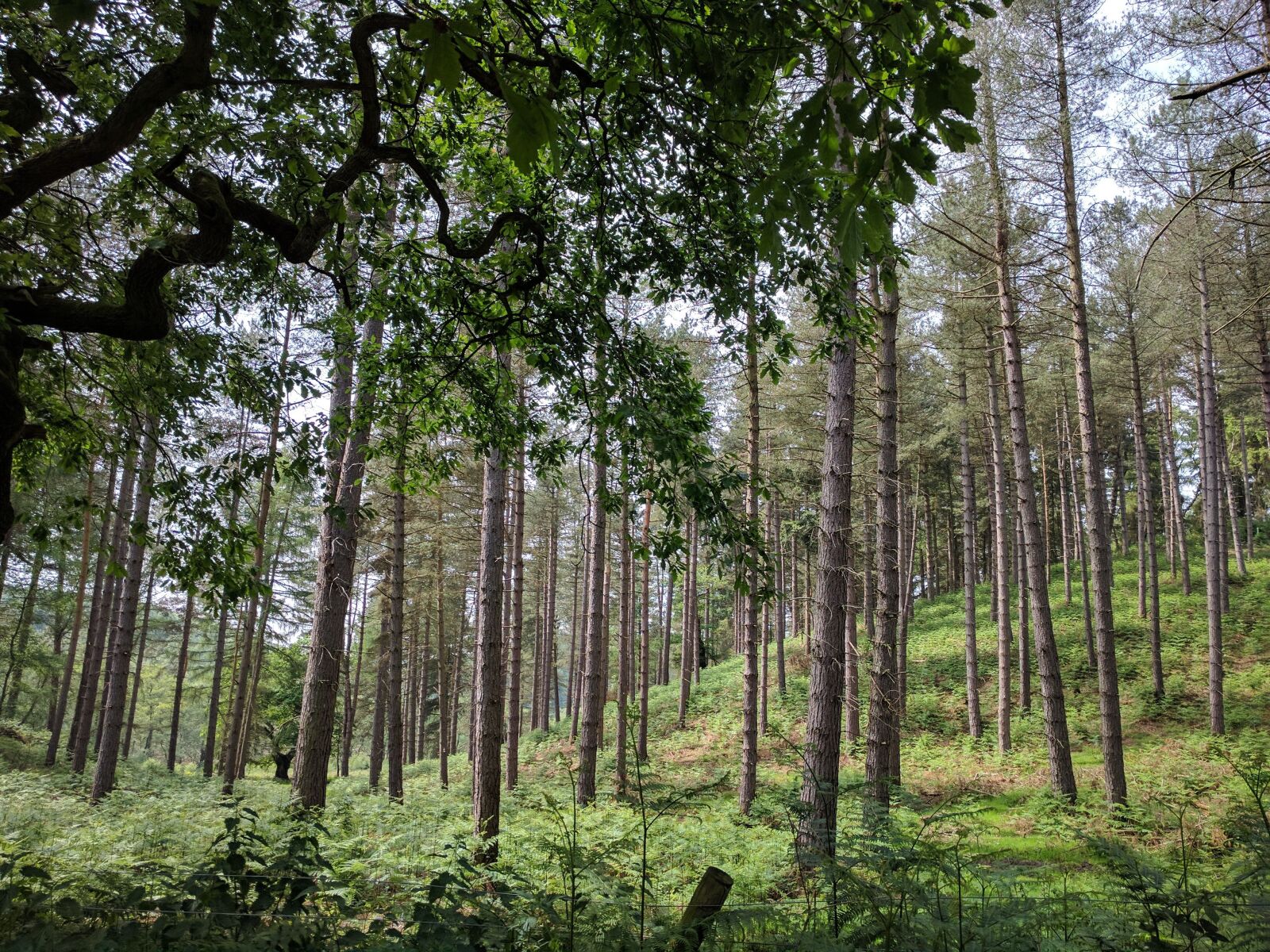 LG Nexus 5X sample photo. Cannock chase, countryside, trees photography