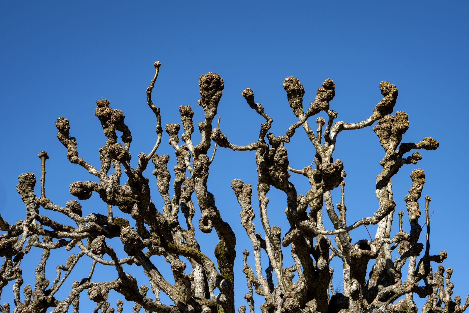 Nikon D750 sample photo. Tree, cut, plant photography
