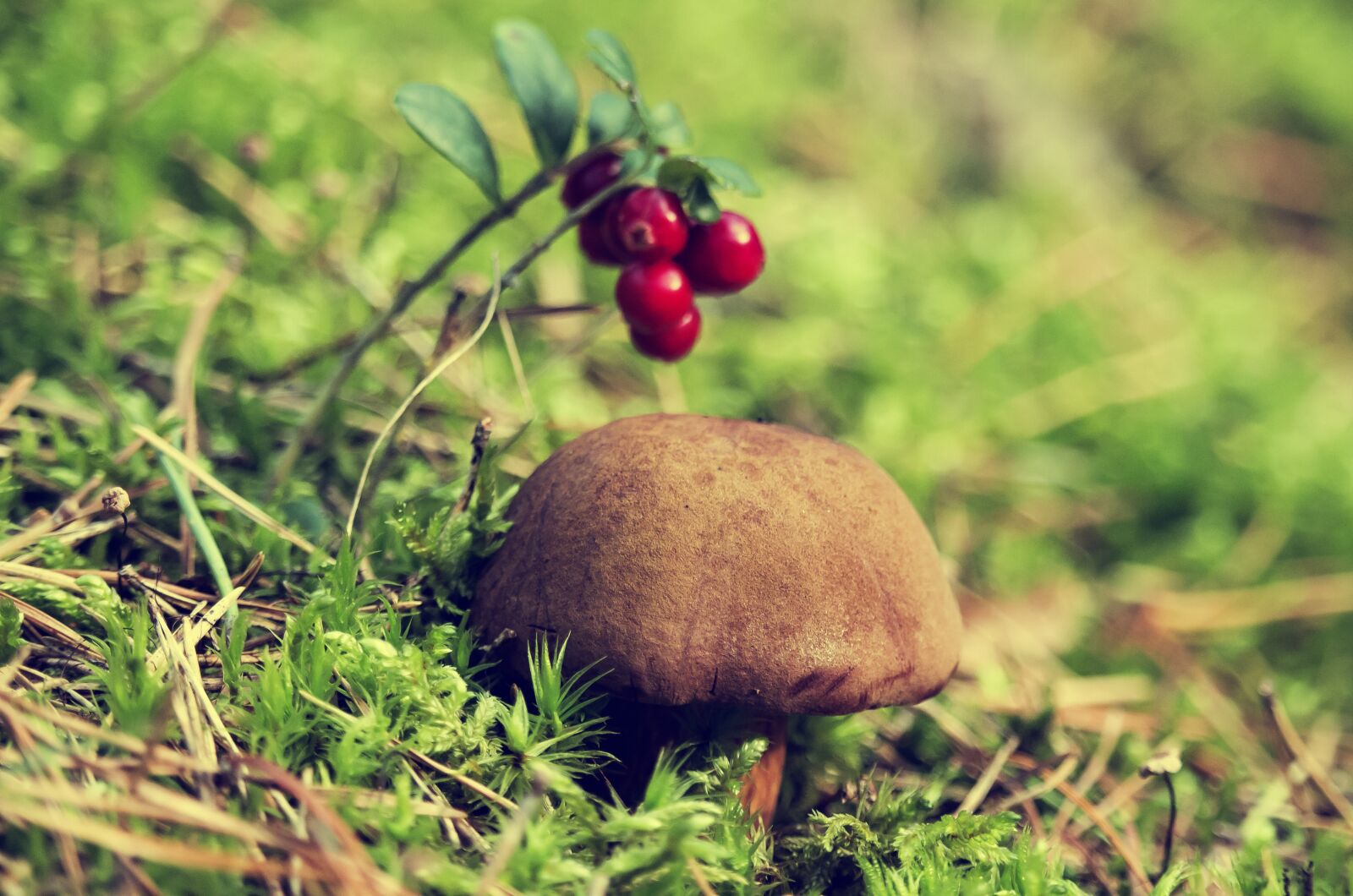 Canon EF-S 55-250mm F4-5.6 IS STM sample photo. Forest, chestnut boletus, mushroom photography