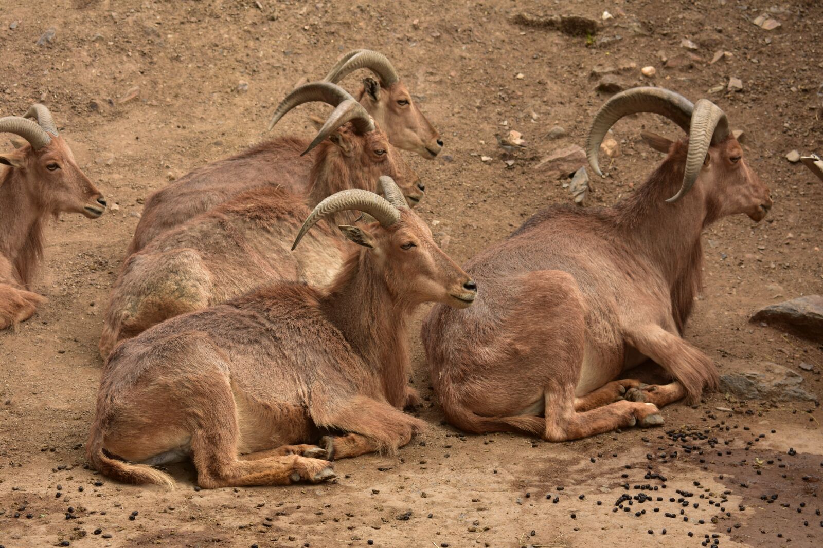 Nikon D3400 sample photo. Chamois, animal, horns photography