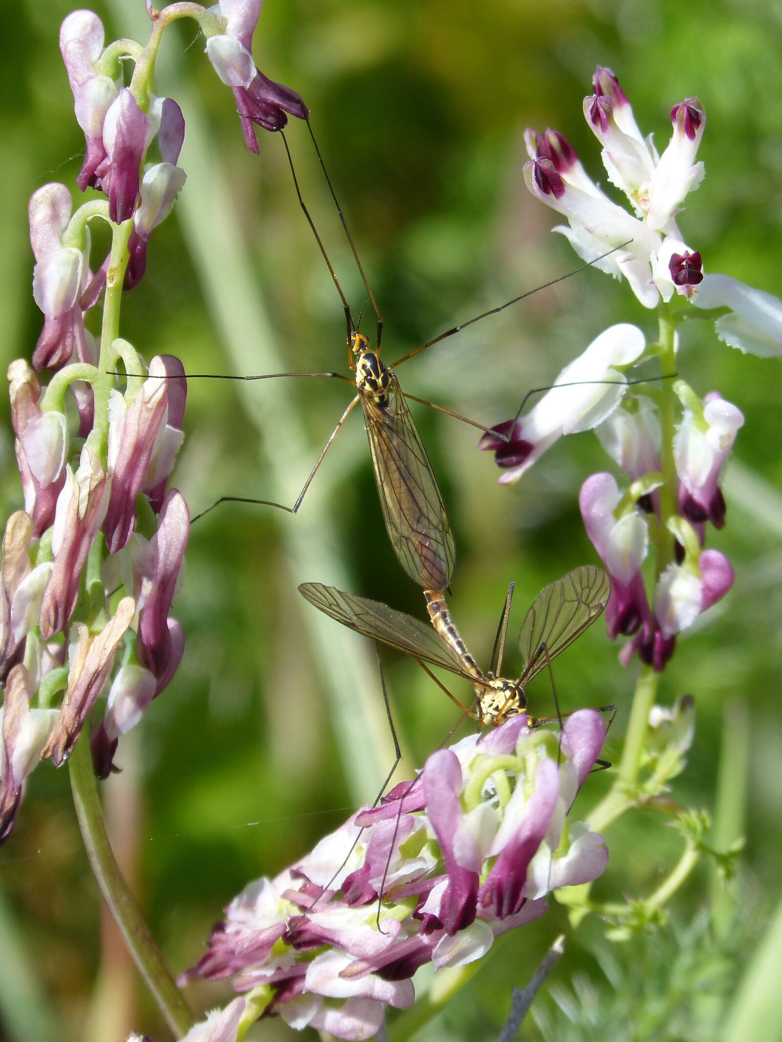 Panasonic DMC-FZ62 sample photo. T pula, mosquito, wild photography