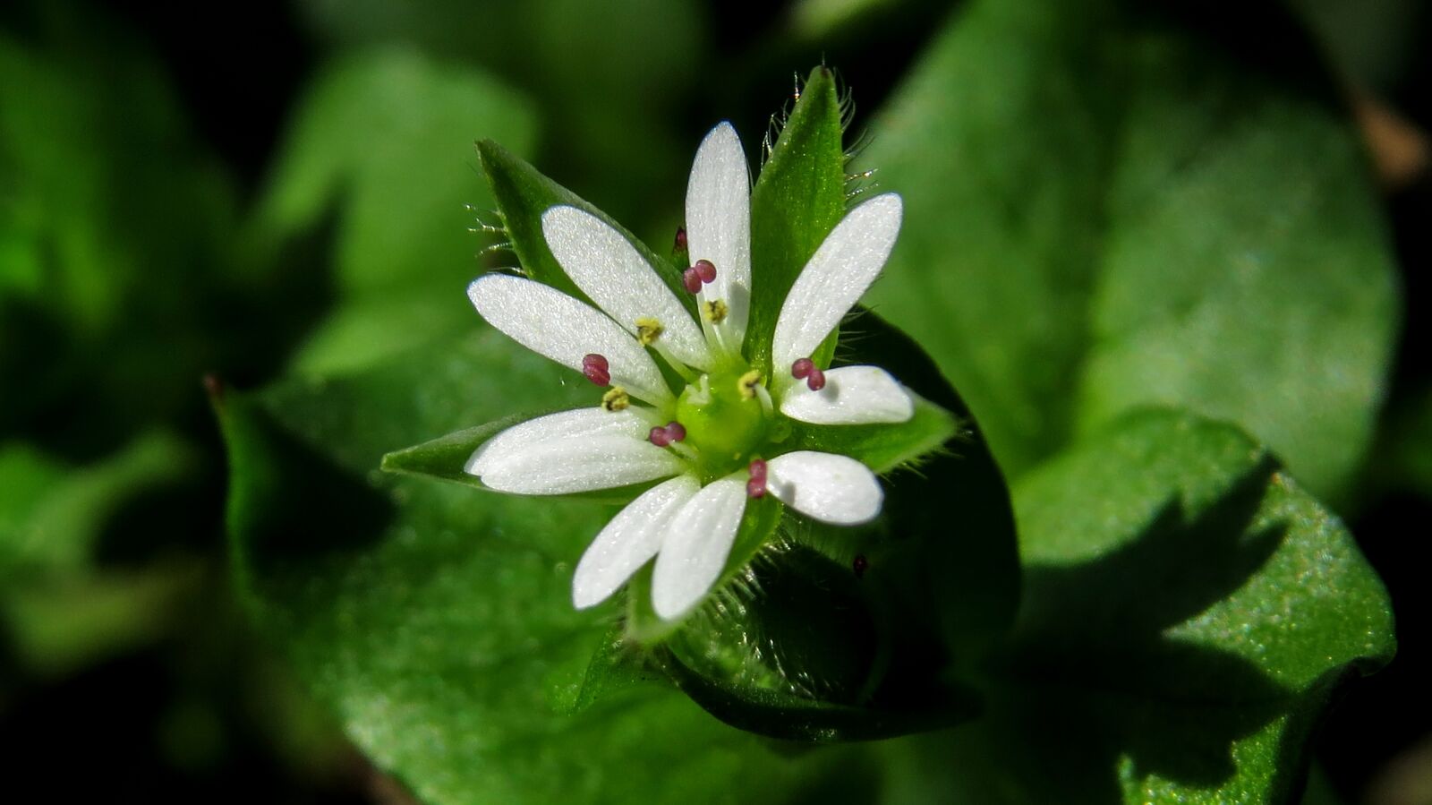 Canon PowerShot SX50 HS sample photo. Flower, macro, ty kh photography