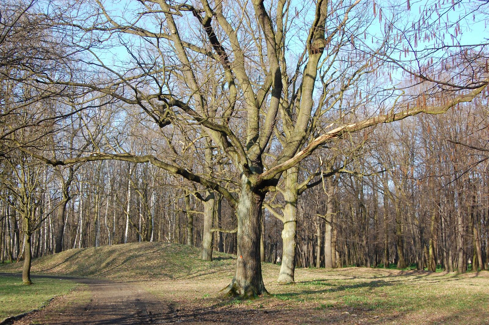 Nikon D40 sample photo. Tree, spring, march photography