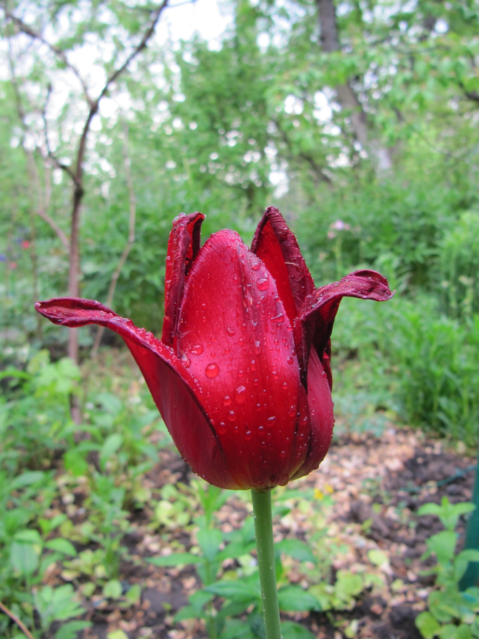 Canon PowerShot SX200 IS sample photo. Tulip, flower, red photography