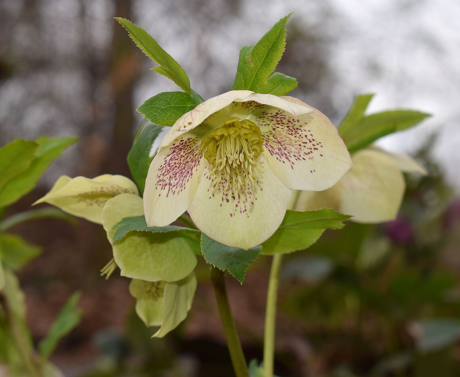 Nikon D3300 sample photo. White hellebore, white lenten photography